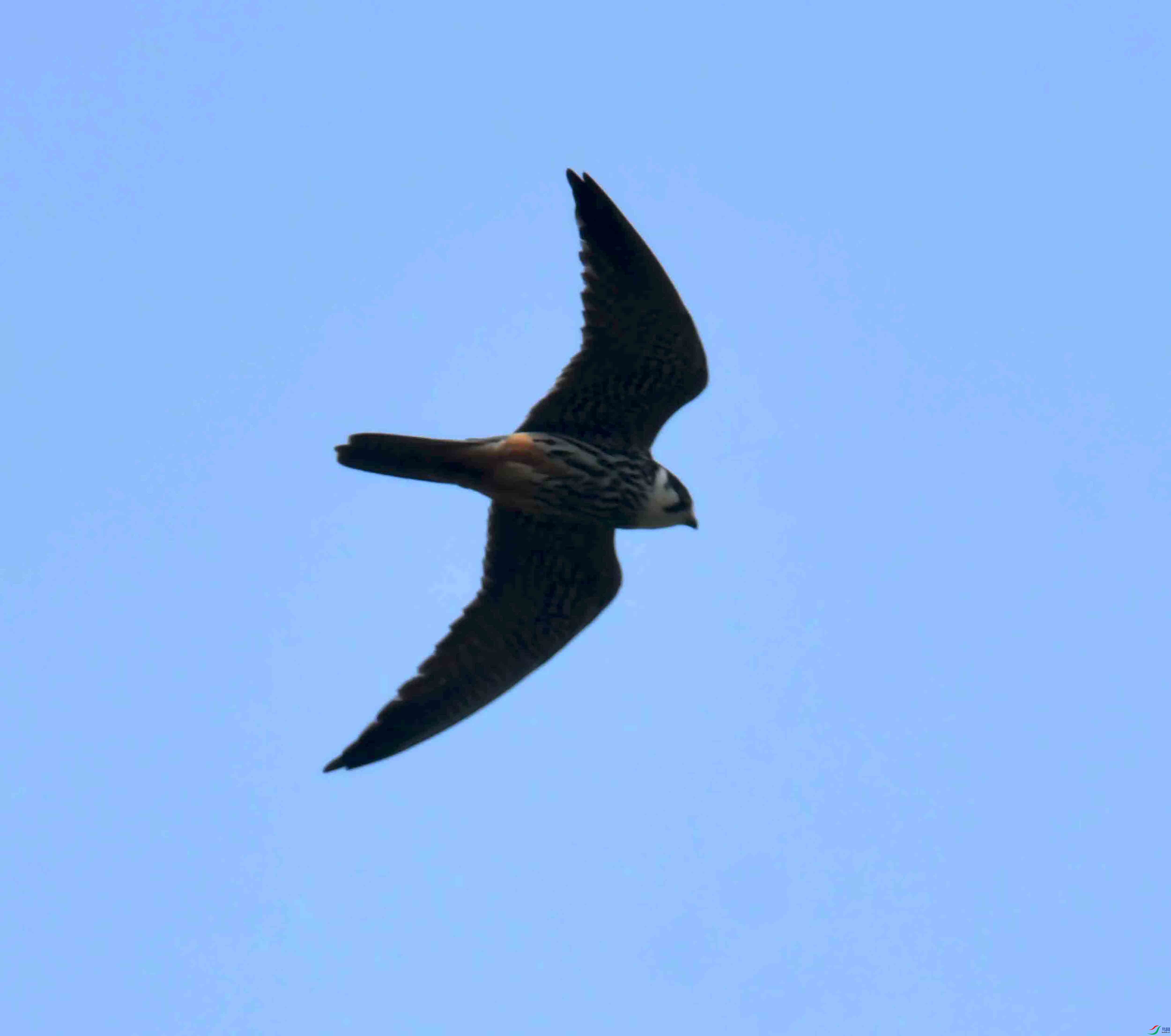 DSC_0336.JPG
