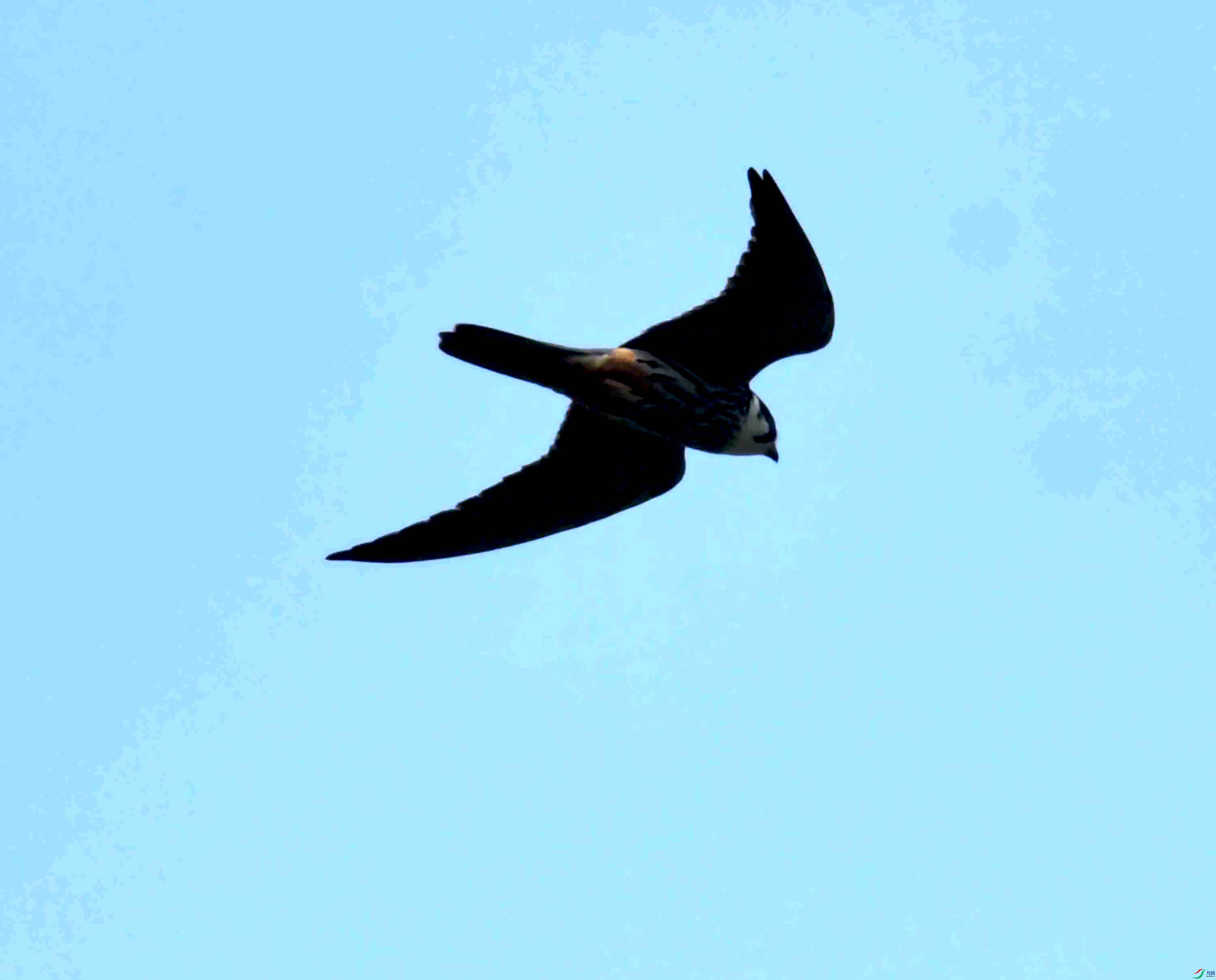 DSC_0338.JPG