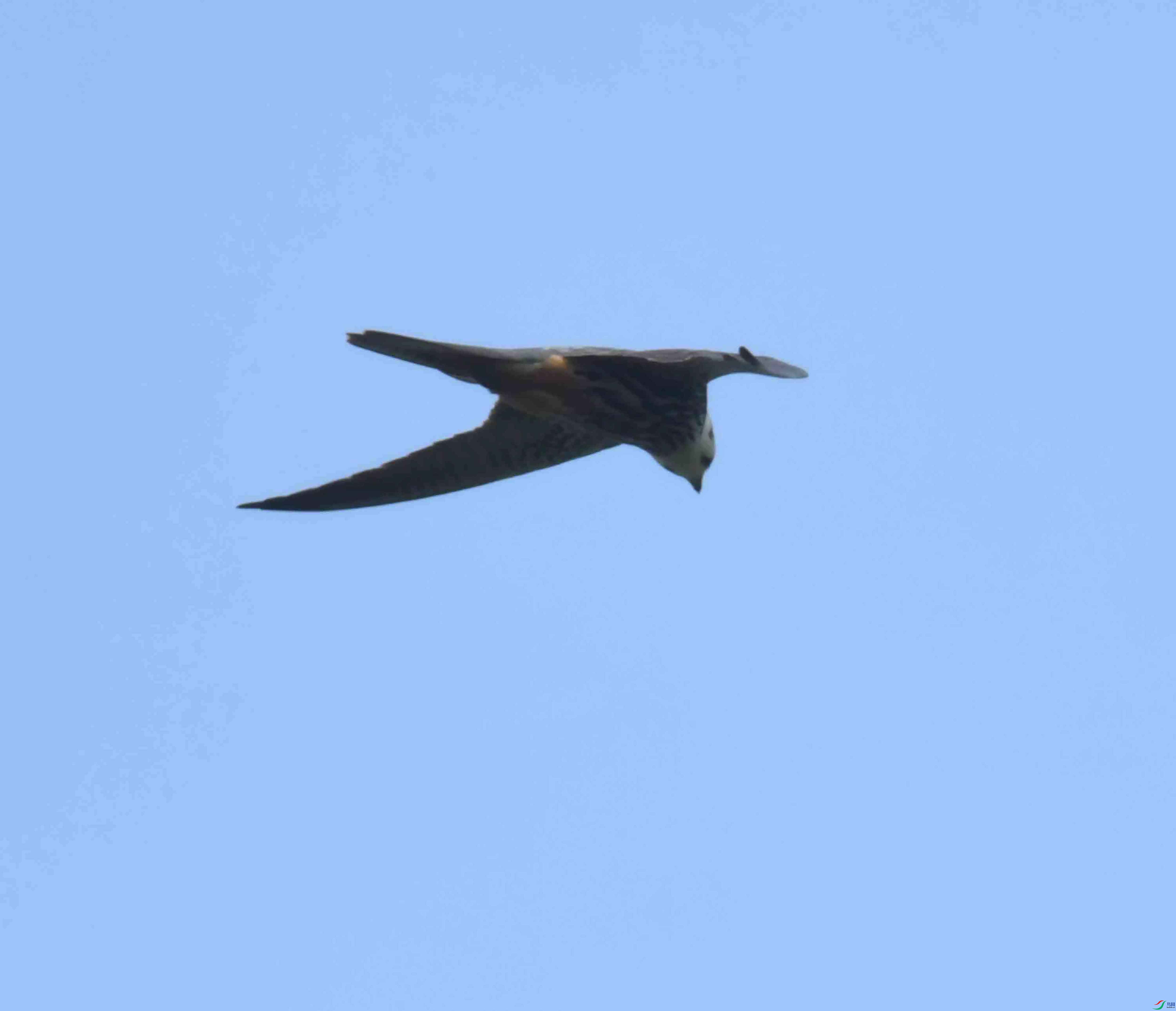 DSC_0342.JPG