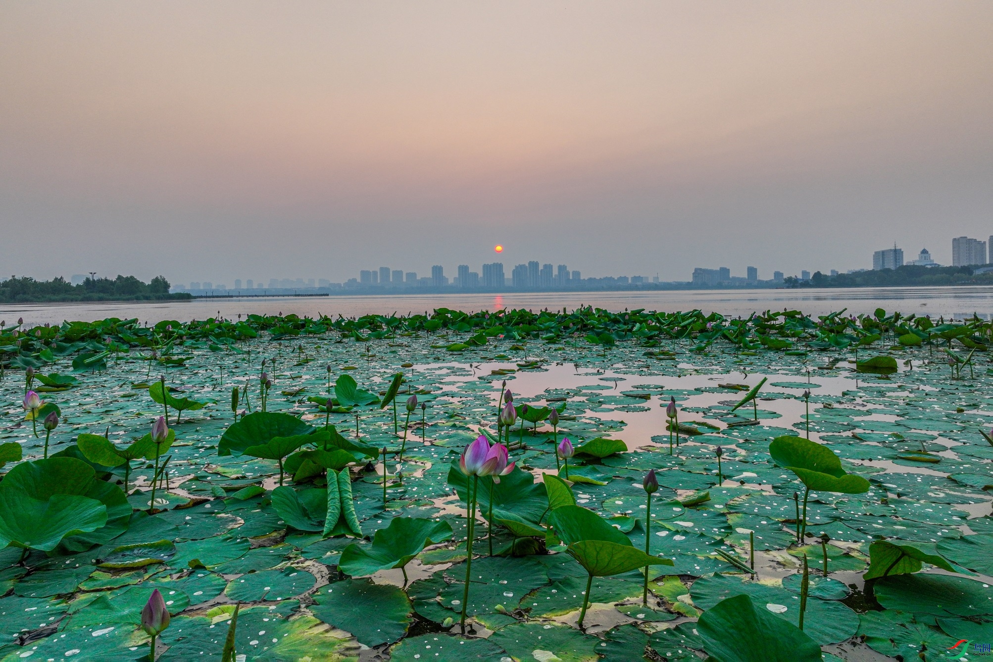 dji_fly_20230711_042518_392_1689113509857_photo ����1.jpg