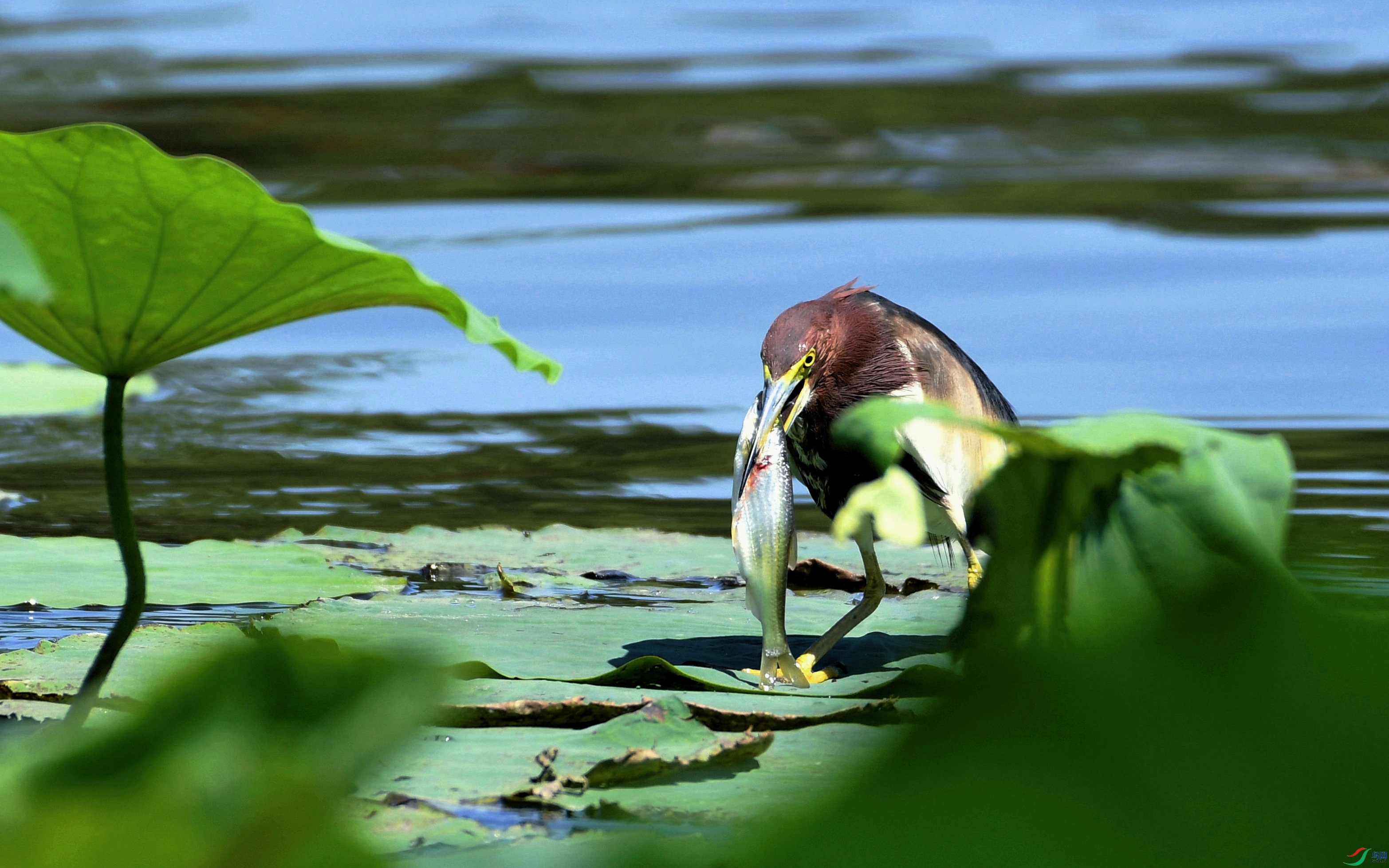 DSC_4524.JPG