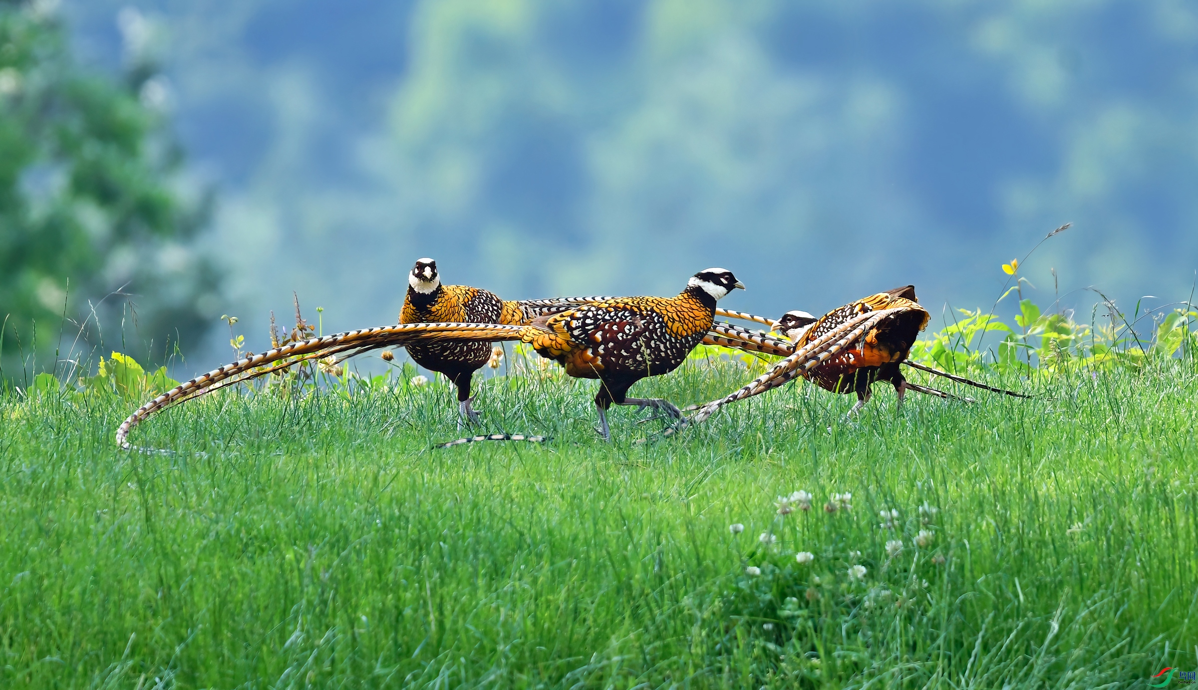 DSC_1740-(1)x.jpg