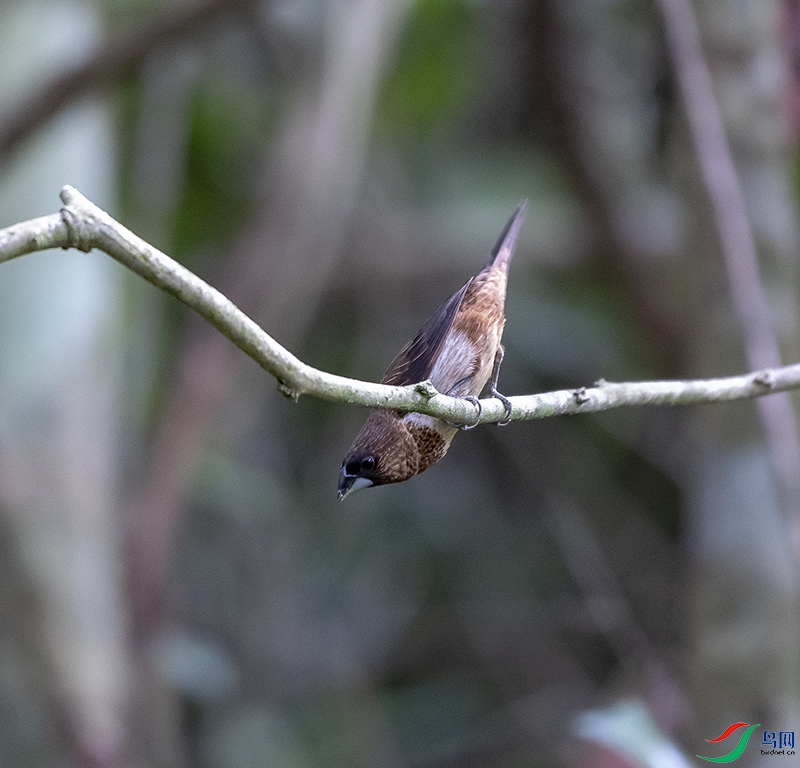 DSC_8428-0.jpg
