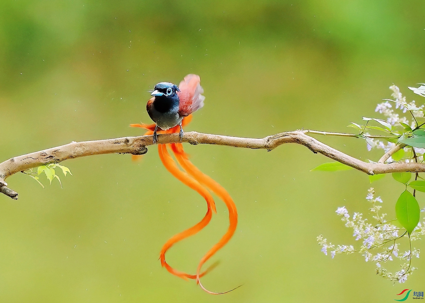 CK7I7238-DeNoiseAI-clear (1).JPG