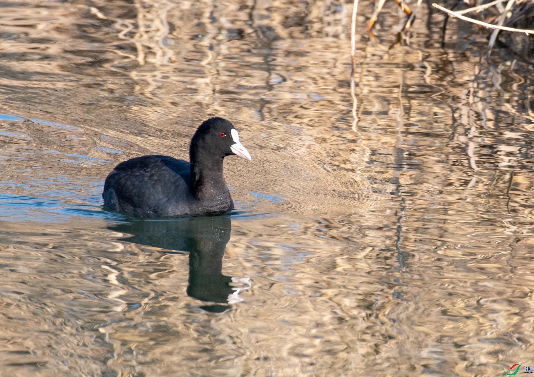 DSC_3656.jpg