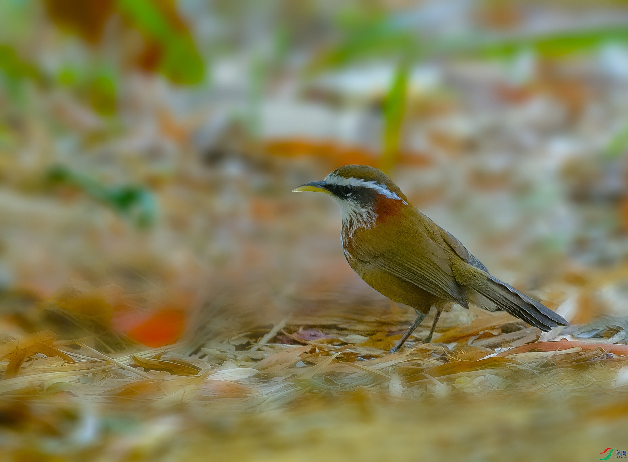DSC_4996.JPG