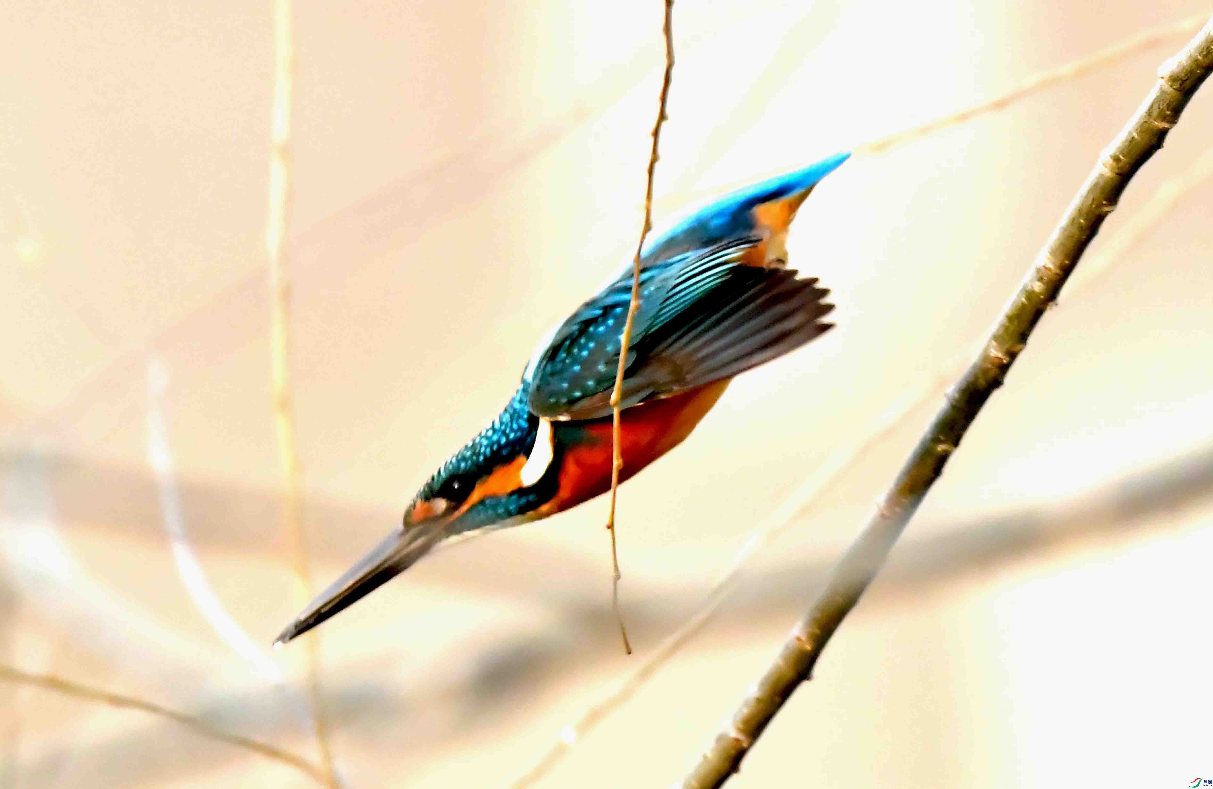DSC_2733.JPG