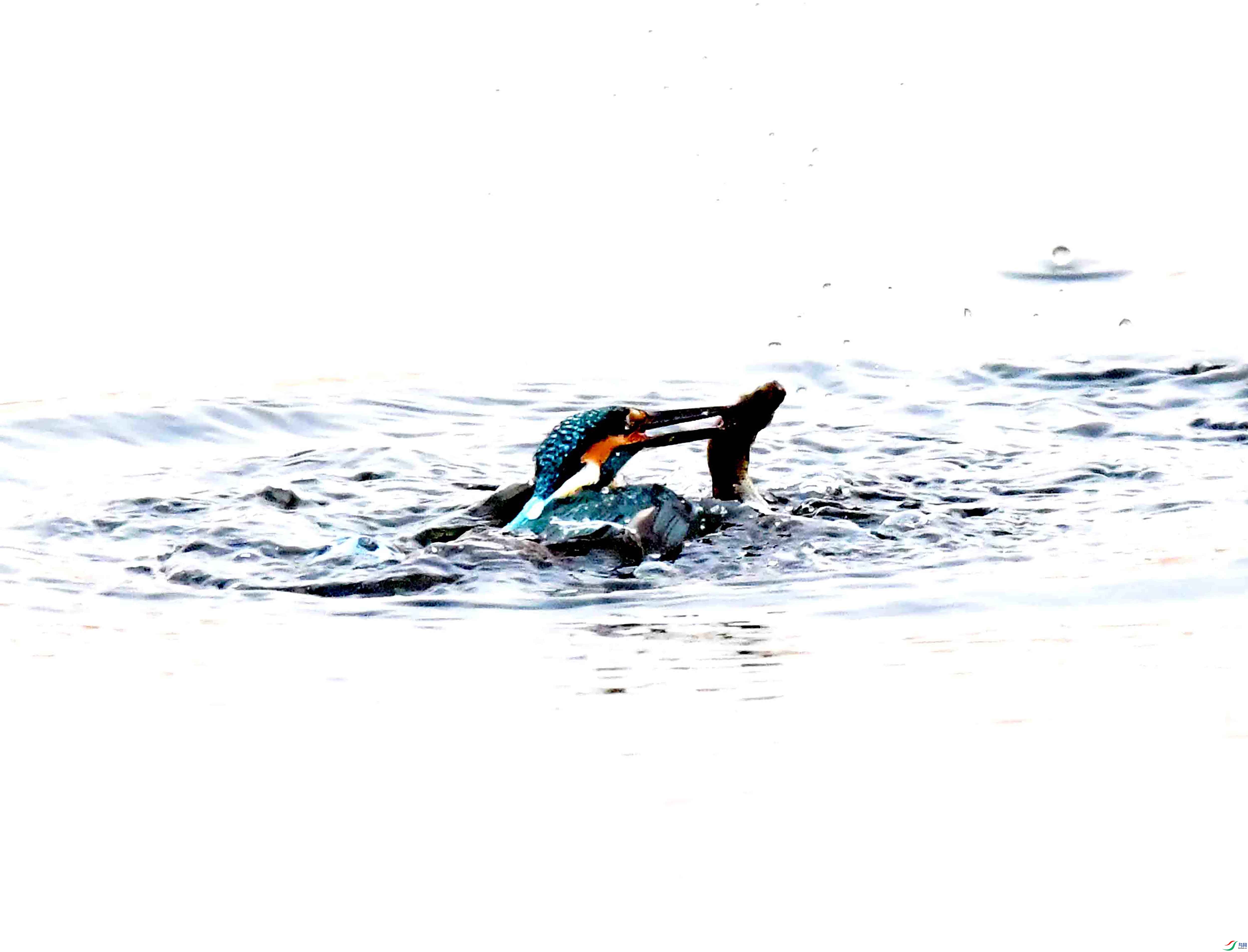 DSC_2905.JPG