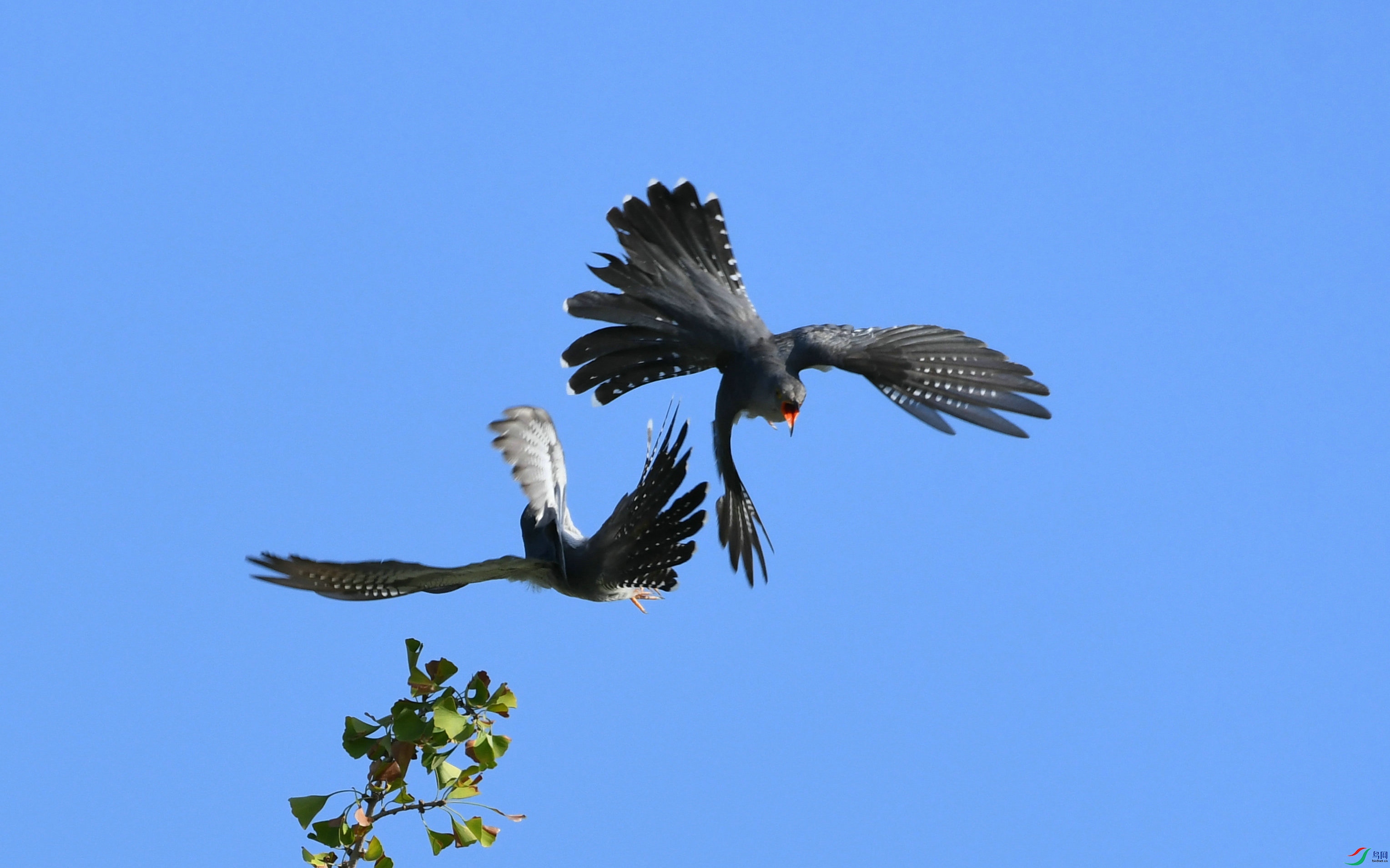 DSC_6223.JPG