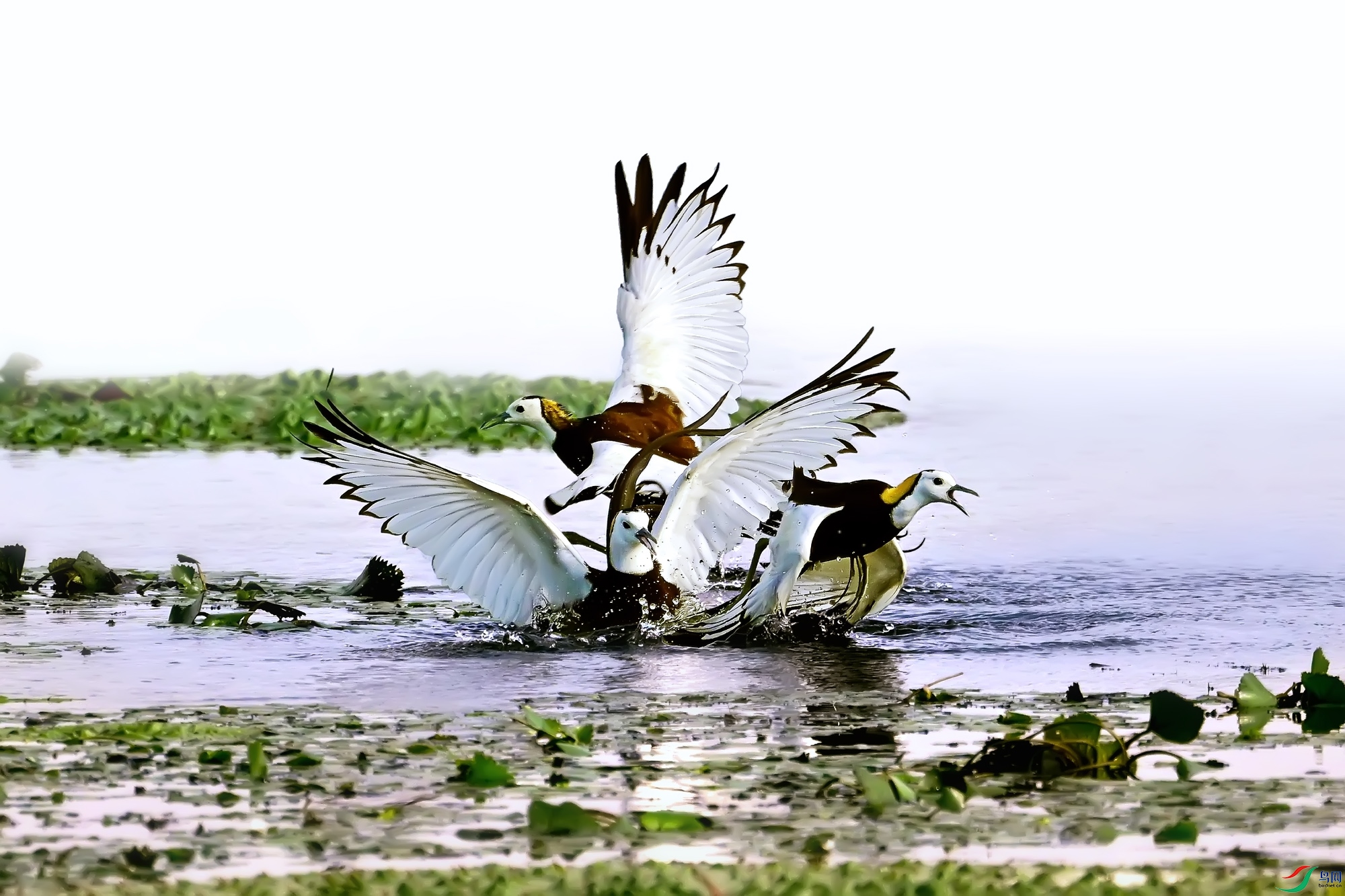 DSC_3179.jpg