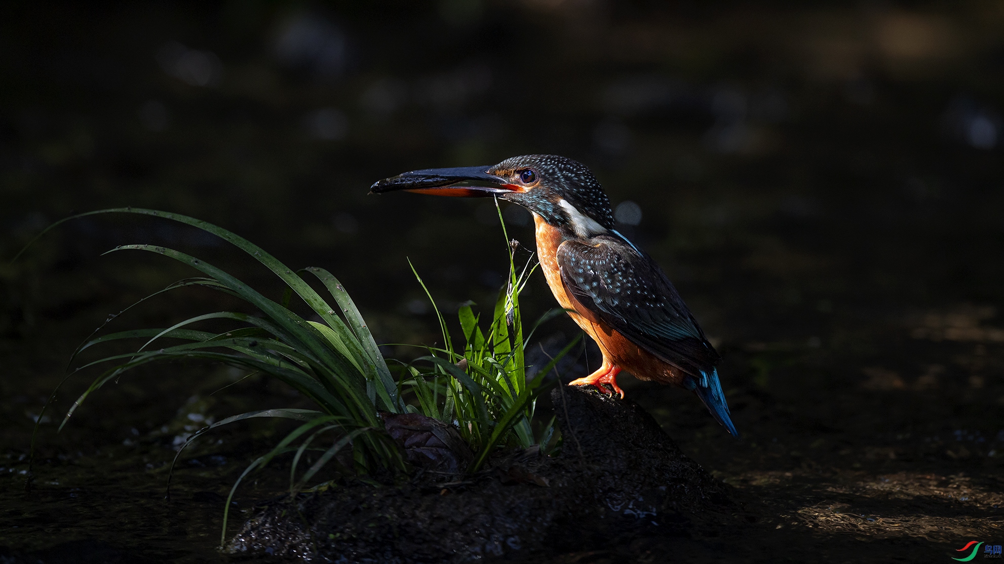 _DSC9277-1.jpg