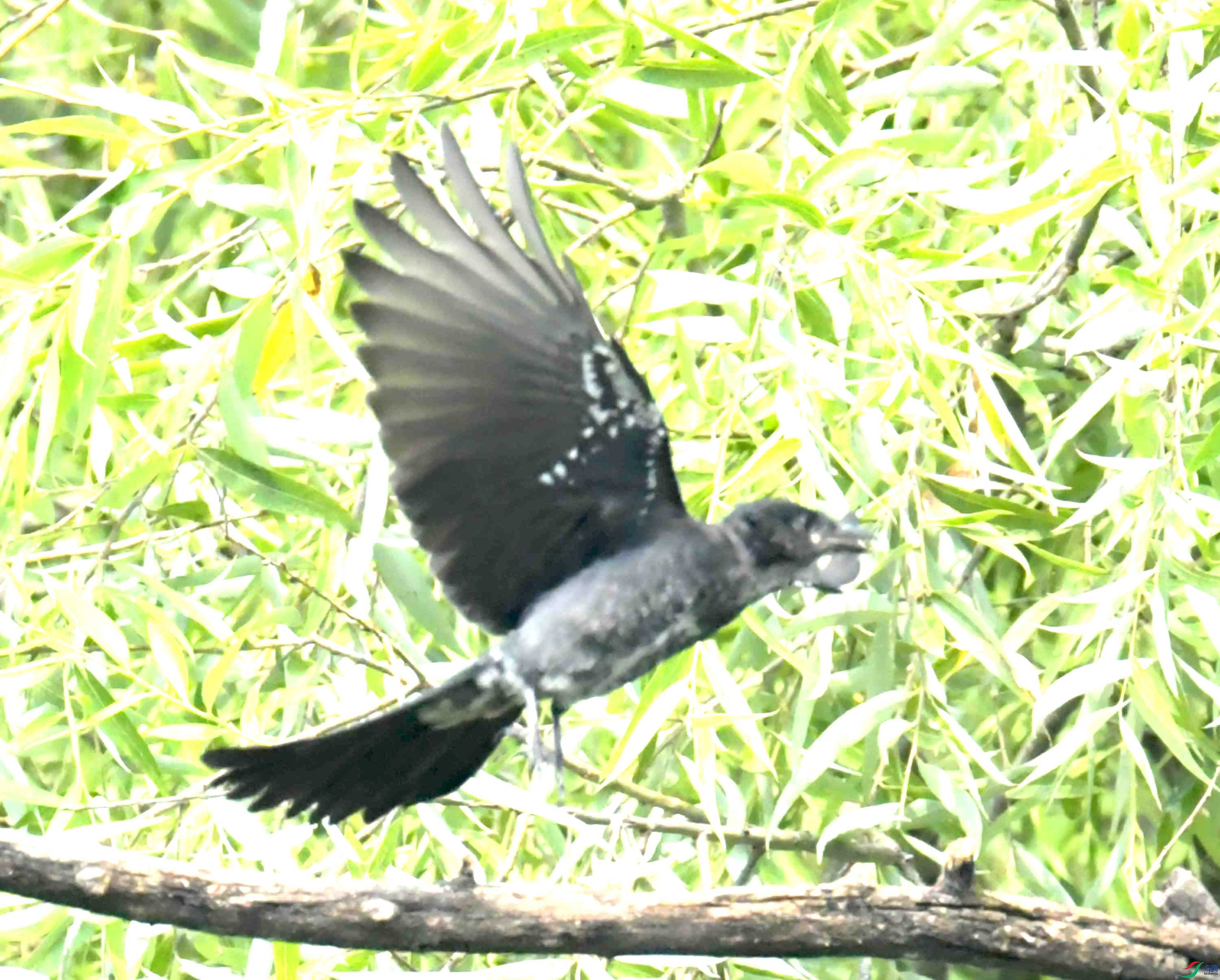 DSC_2463.JPG