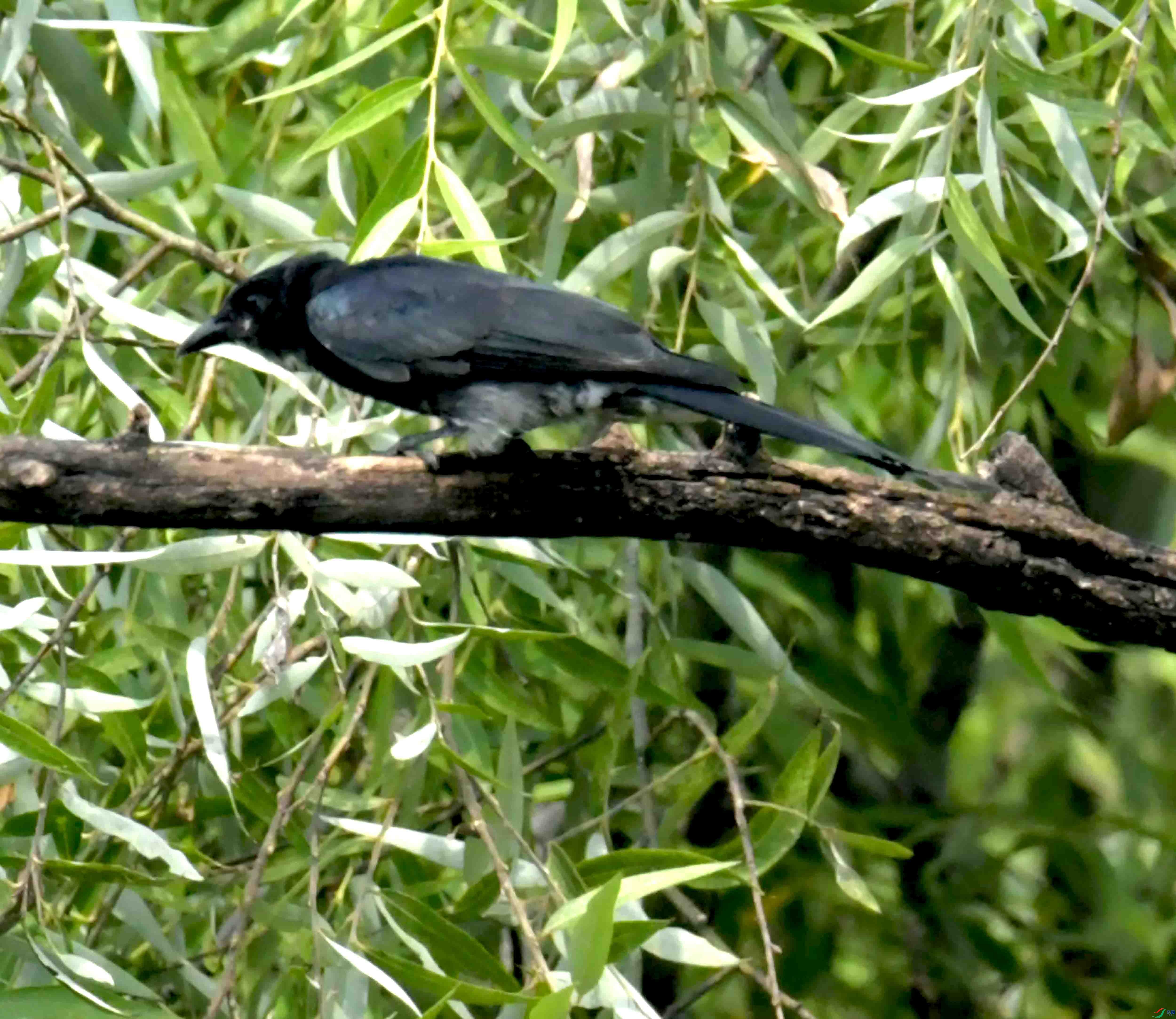 DSC_2469.JPG