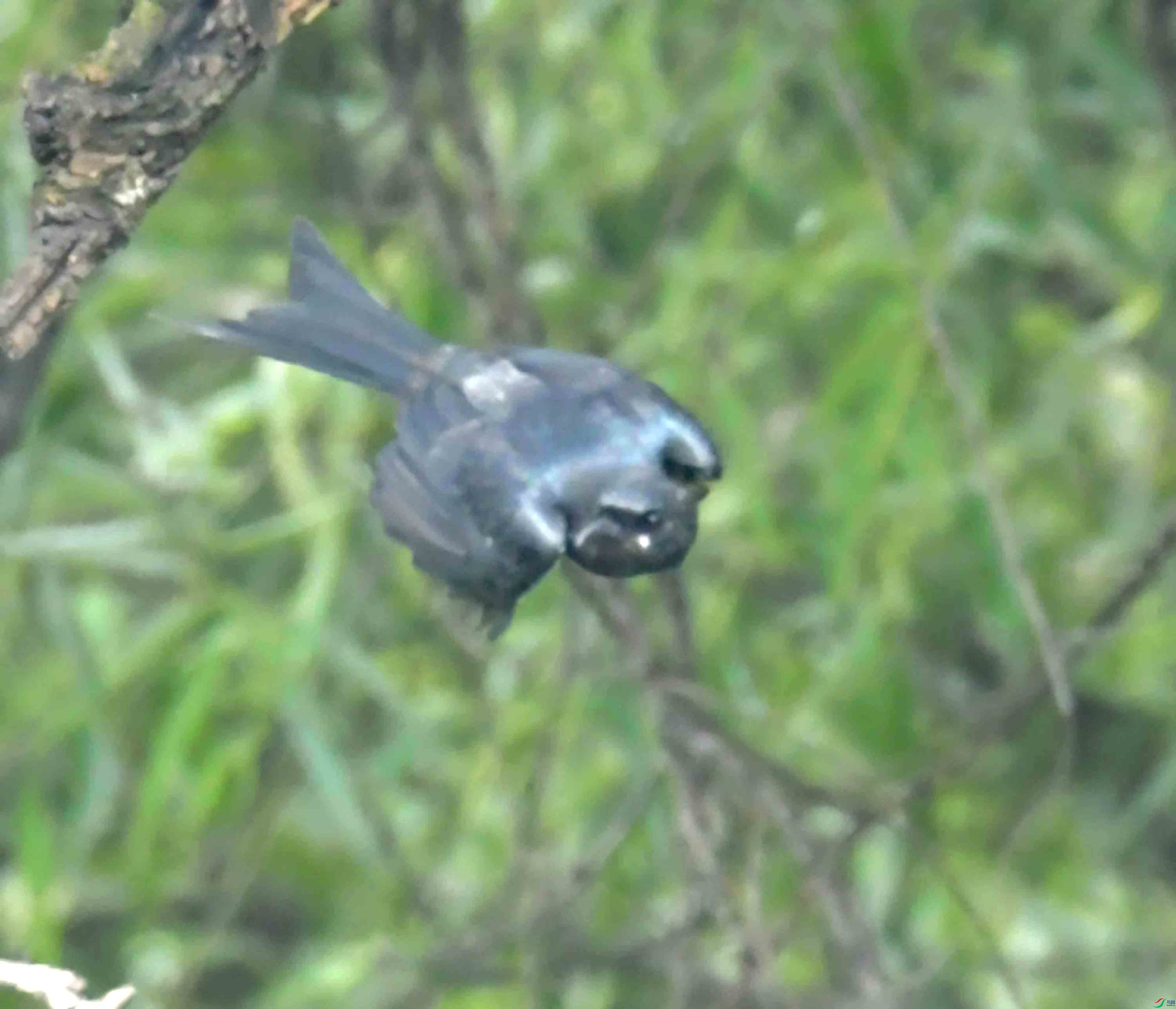 DSC_2490.JPG
