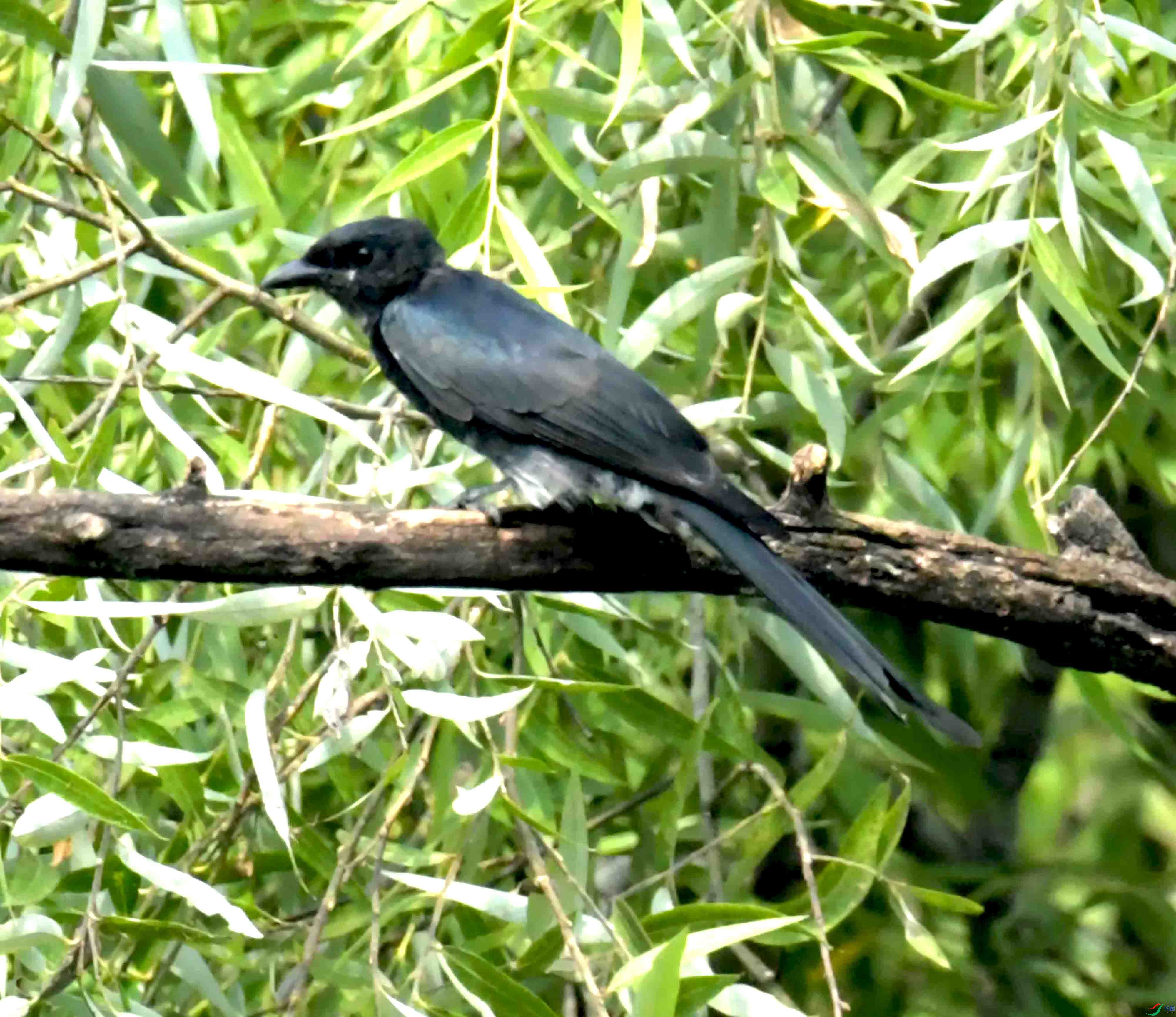 DSC_2470.JPG