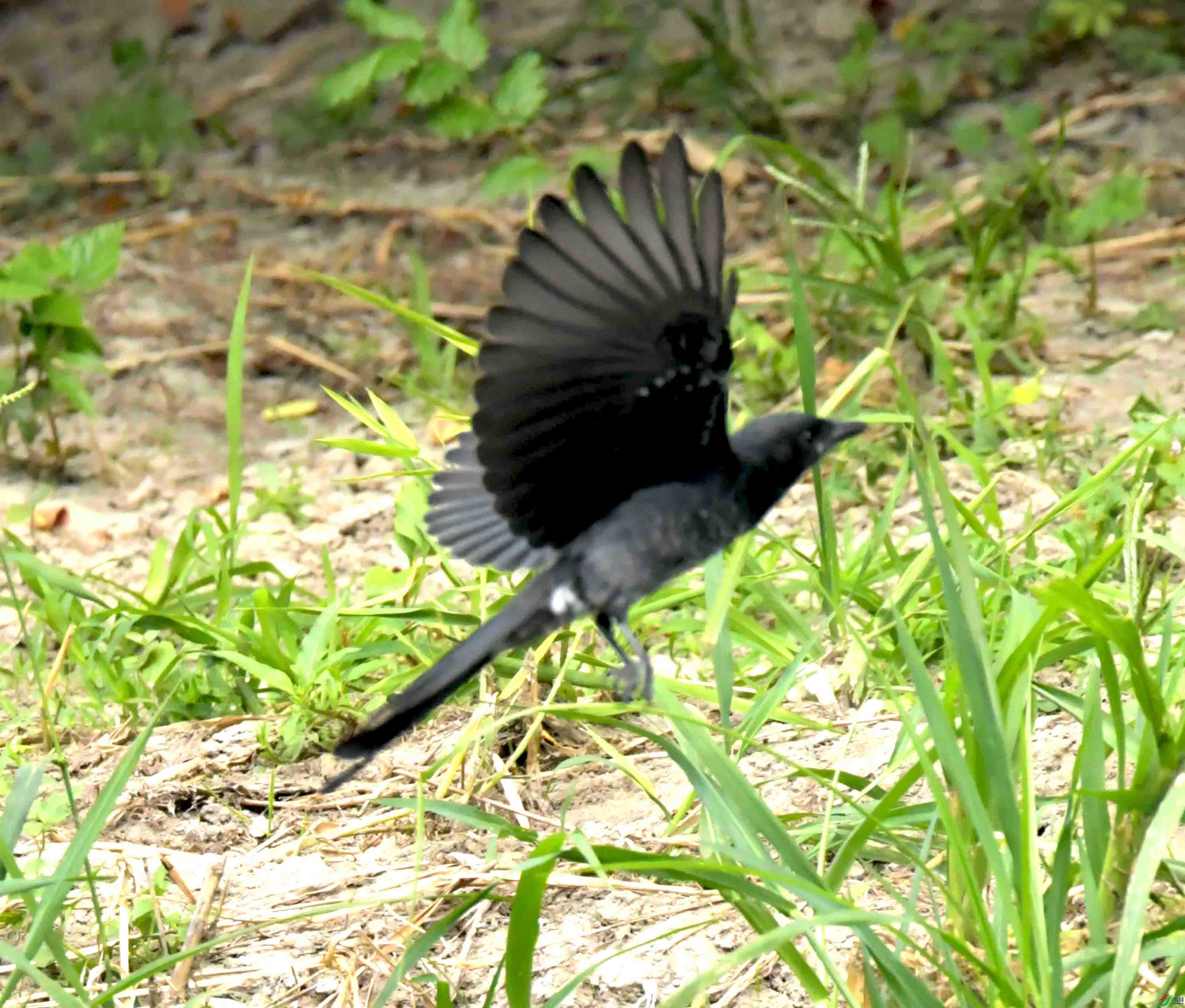 DSC_2513.JPG