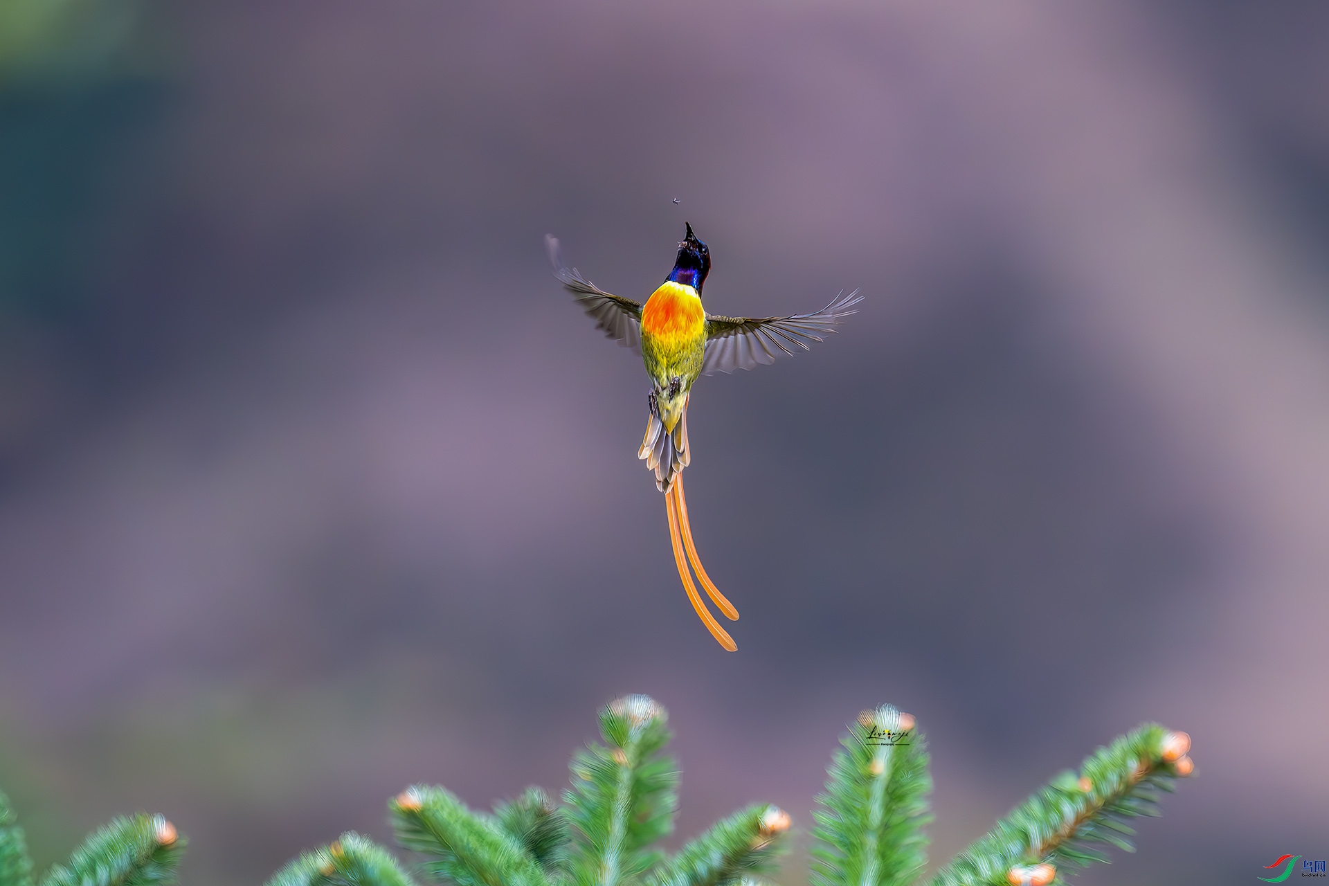 _DSC6865-����ǿ-NR ����1 ����.jpg