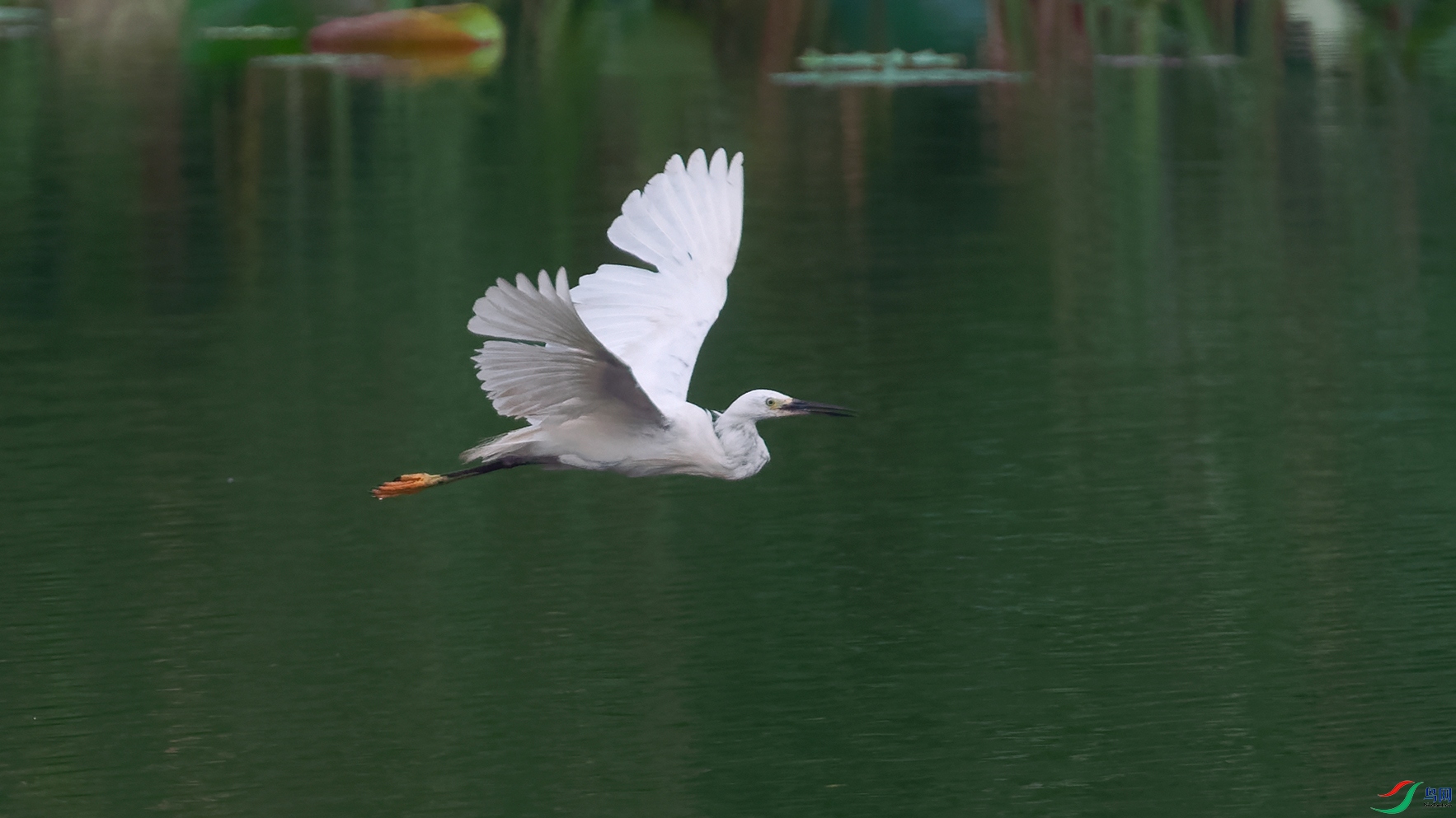 1DSC_0106_DxOa.jpg