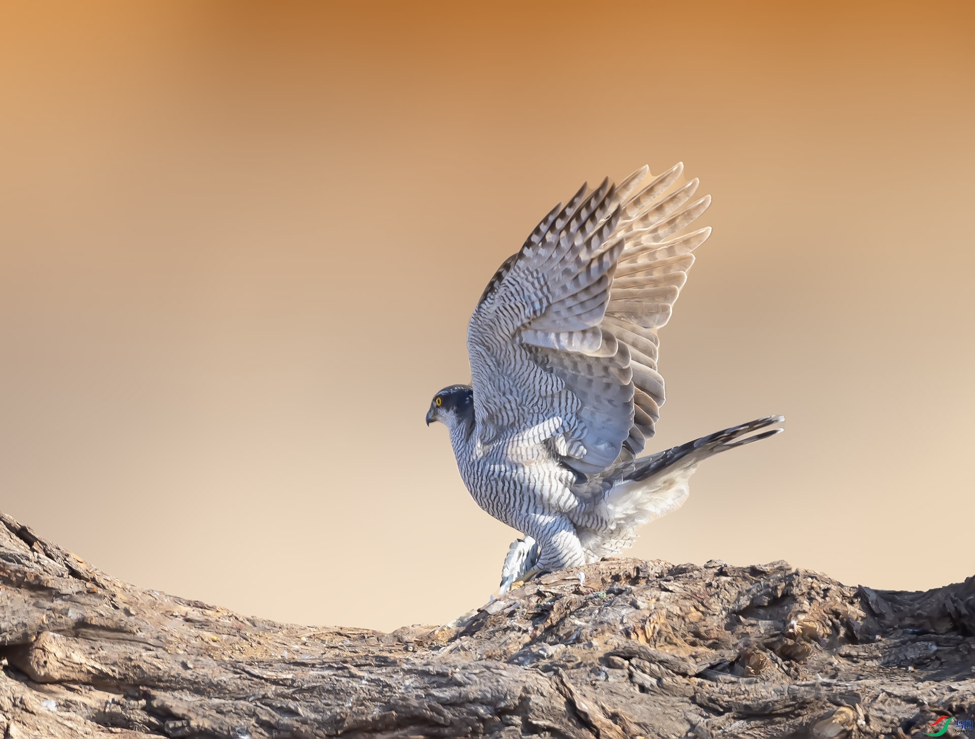 019A8505 ����.jpg