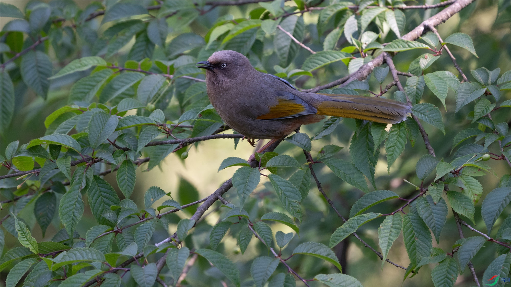 �ȳ������Ĵ���������ɽ (6)_����.jpg