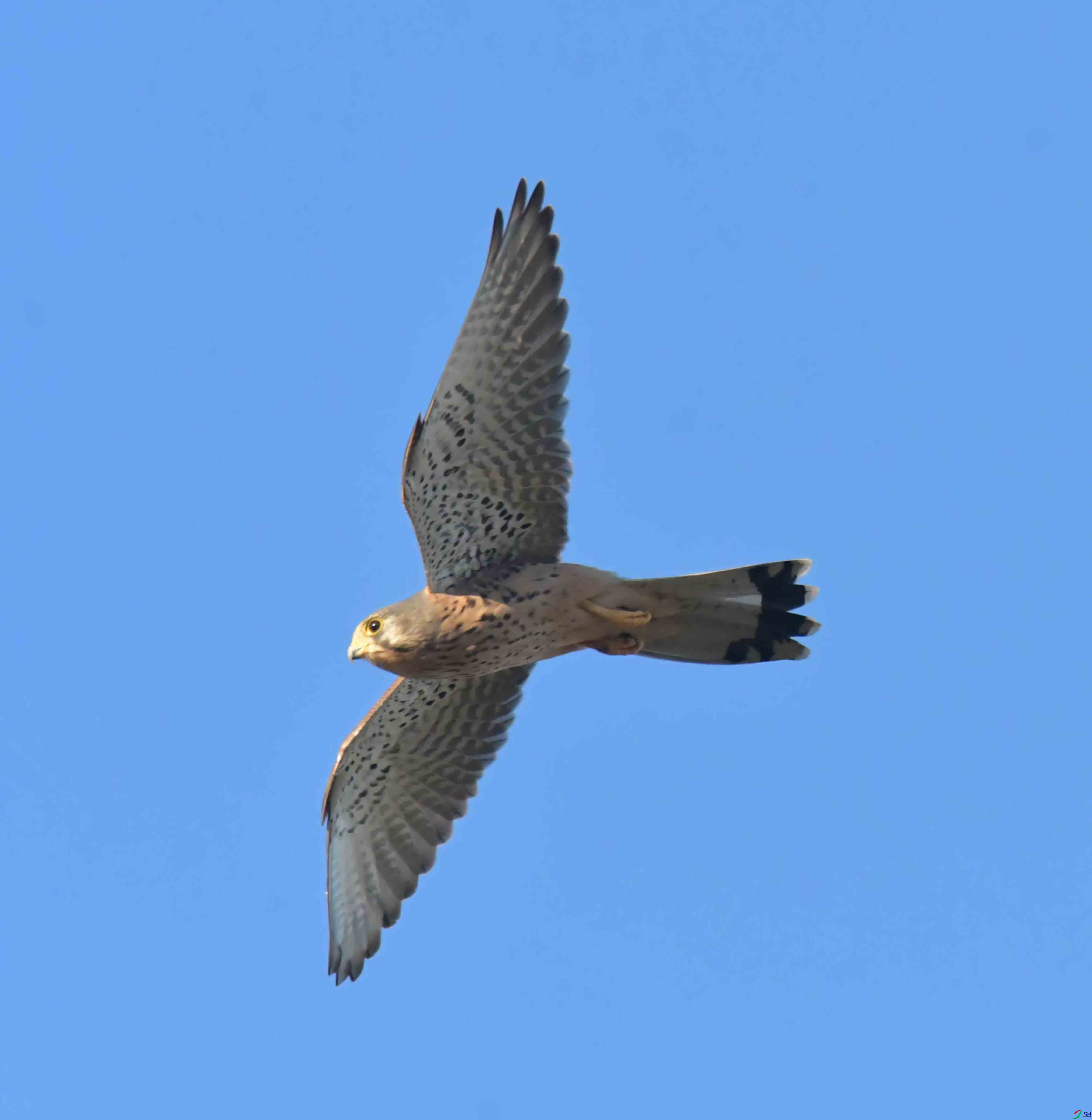 DSC_2837.JPG