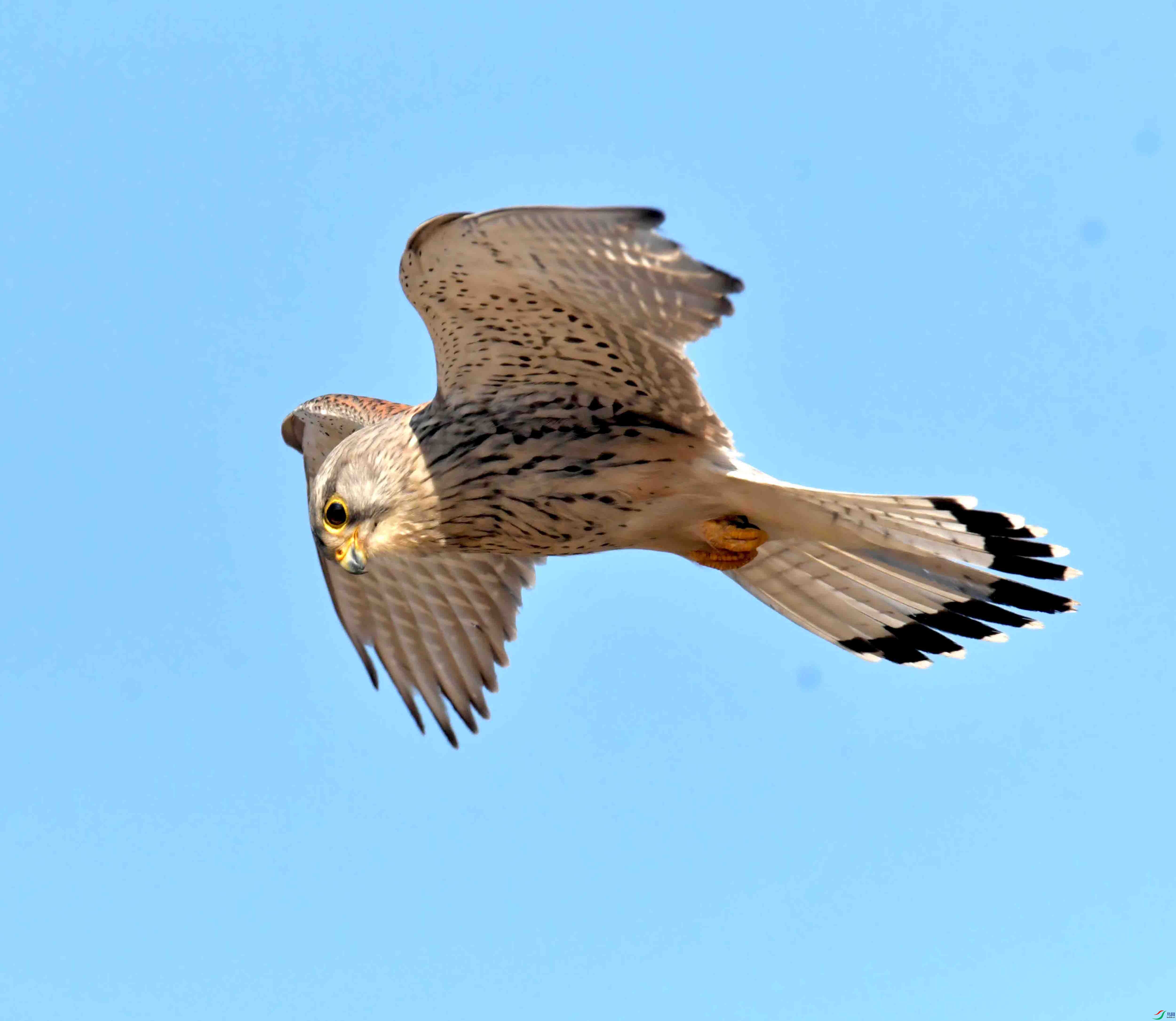 DSC_2839.JPG