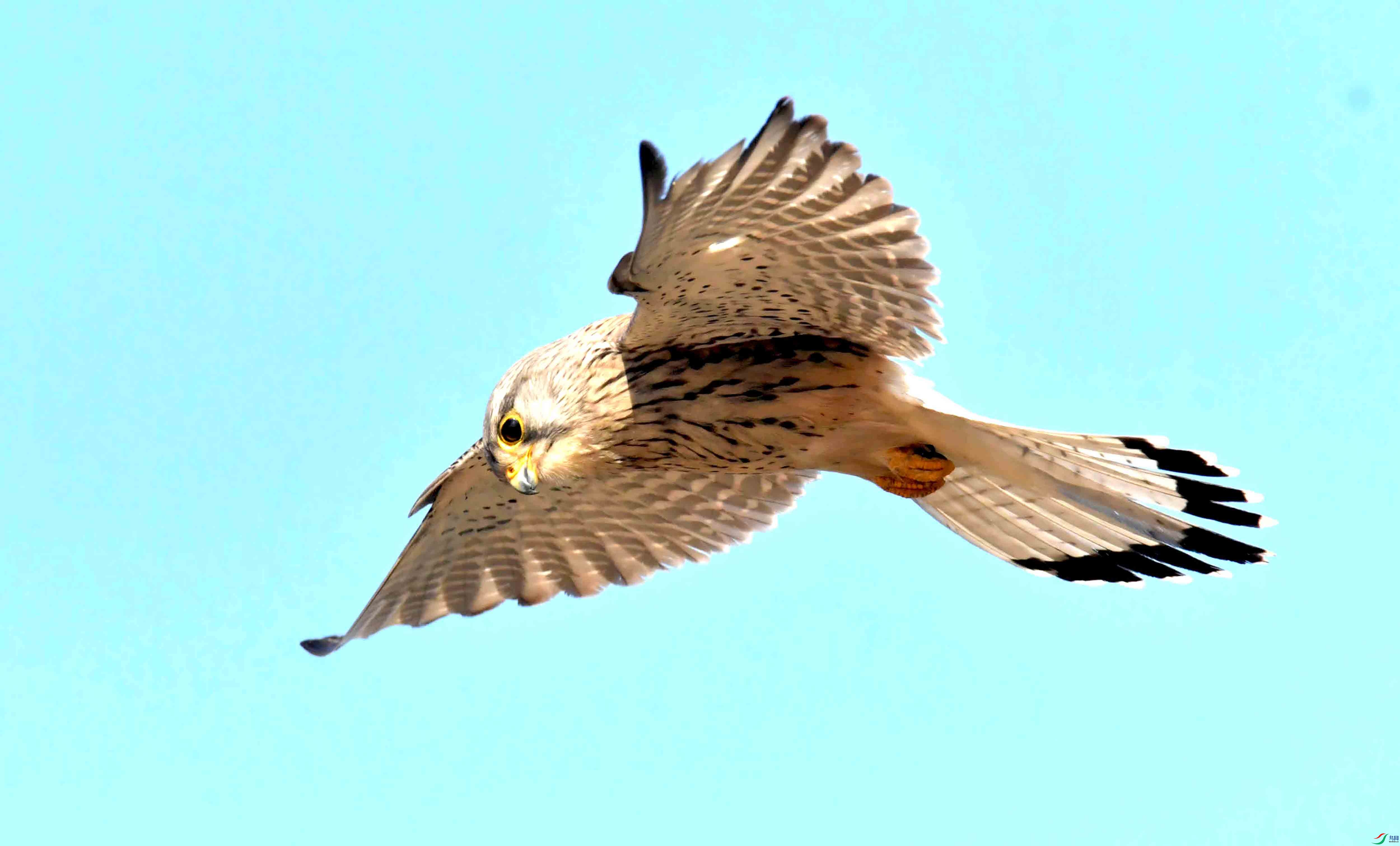 DSC_2842.JPG