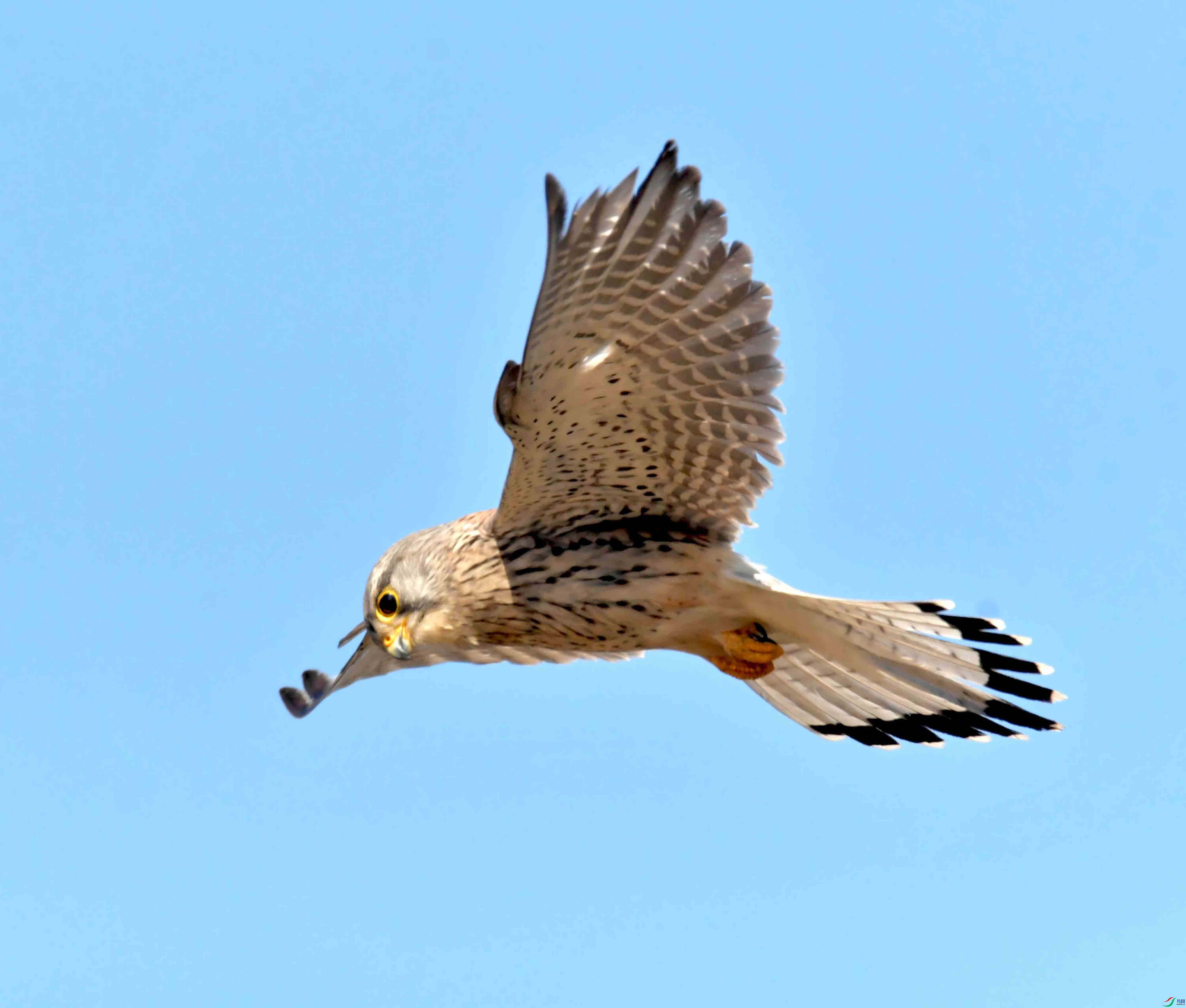 DSC_2852.JPG