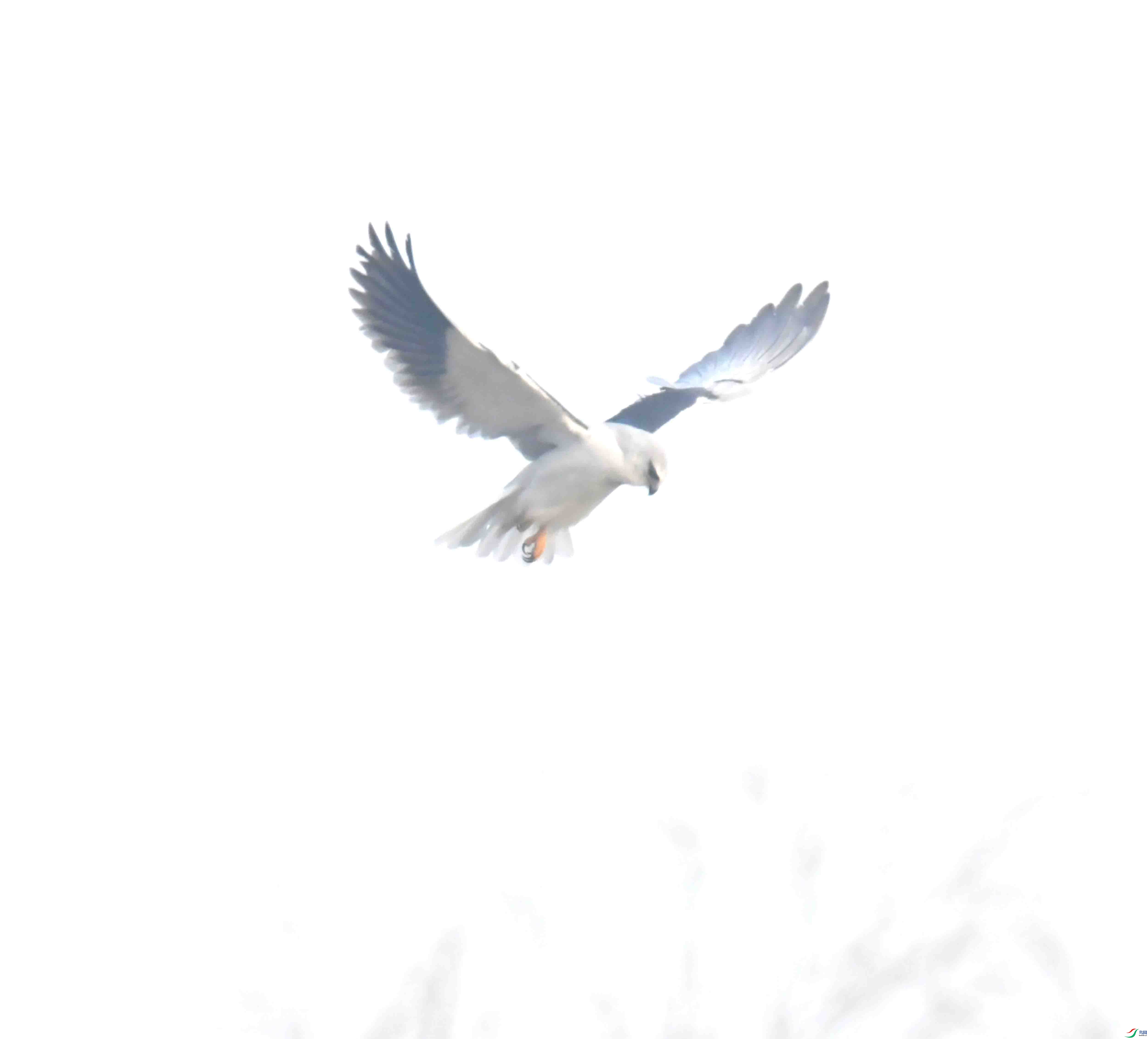 DSC_1780.JPG
