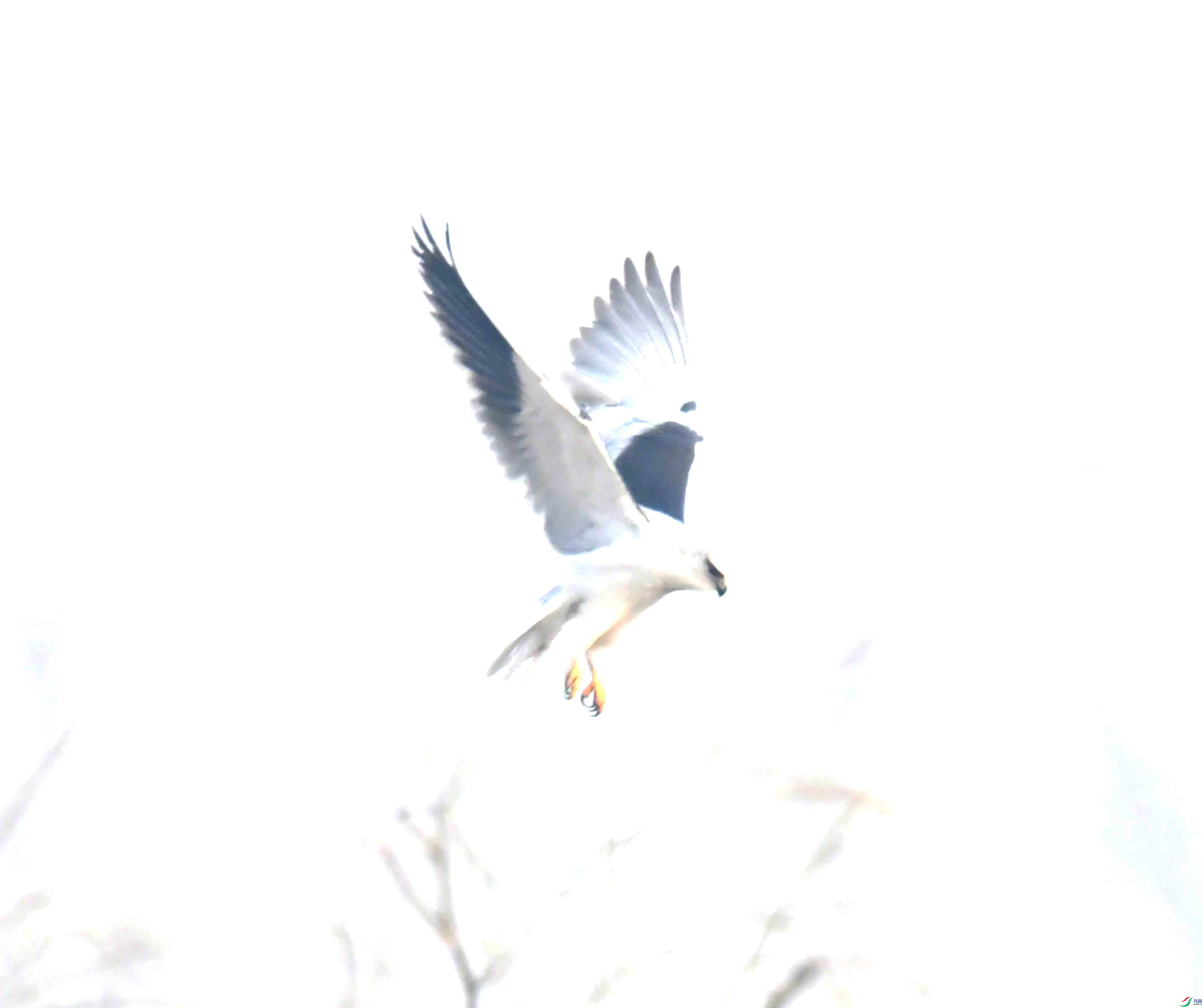 DSC_1784.JPG