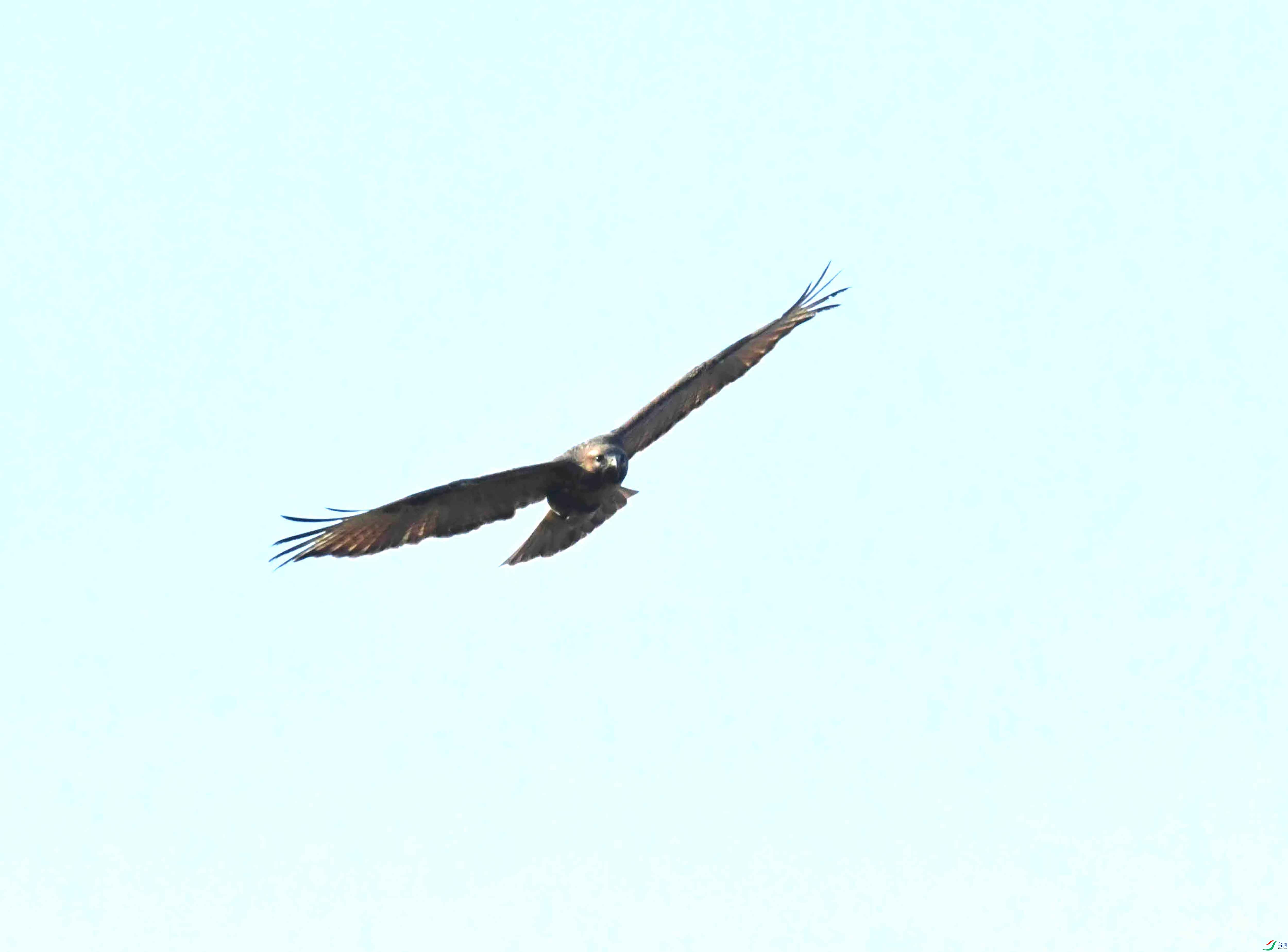 DSC_1132.JPG