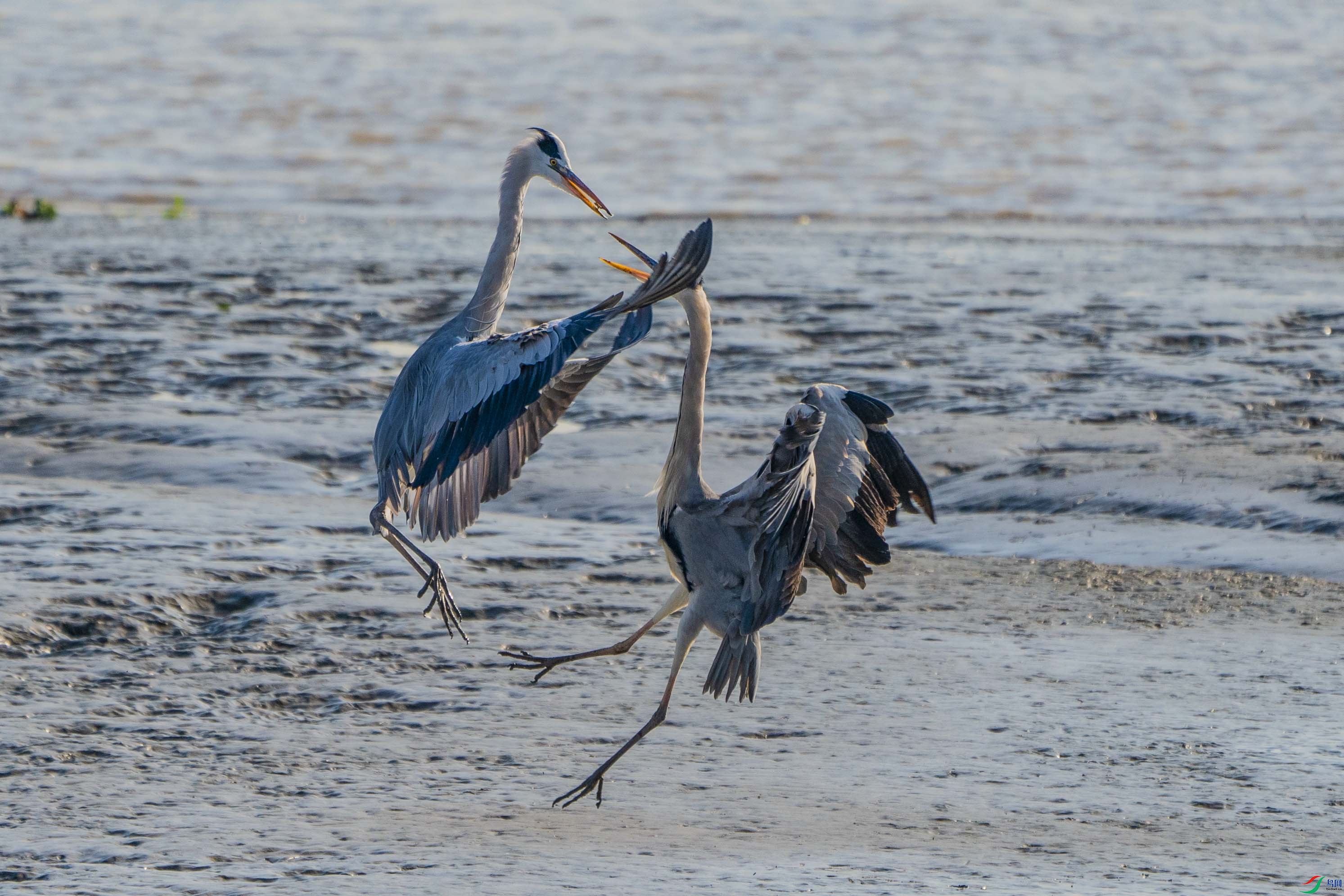 _DSC3975-.jpg