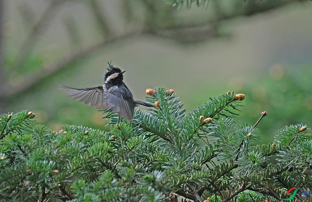 DSCF9537.1.JPG