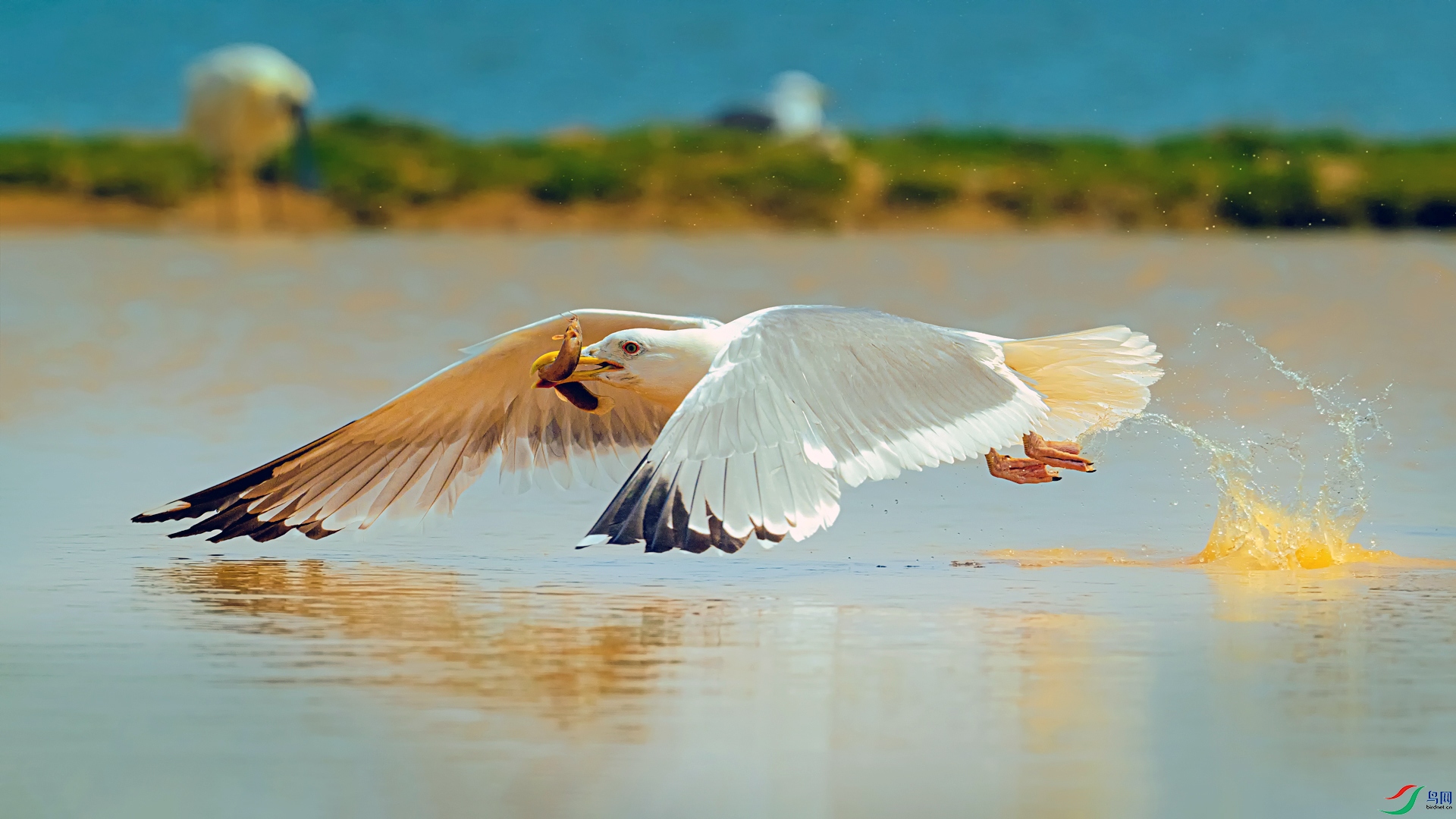 DSC_9868==1w.jpg