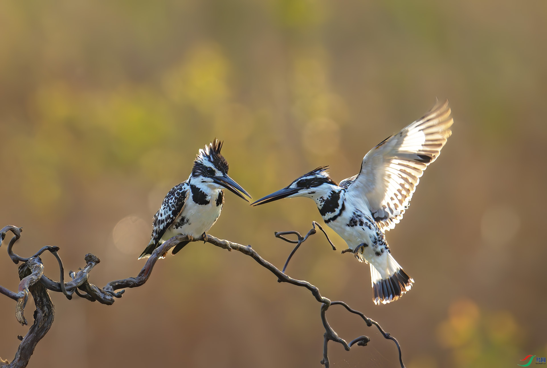 DSC_3525 -1.jpg