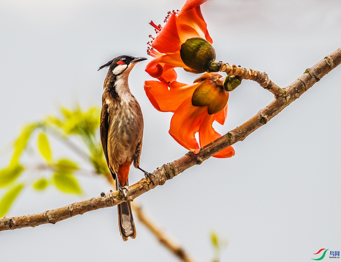 Picture 524796276.jpg