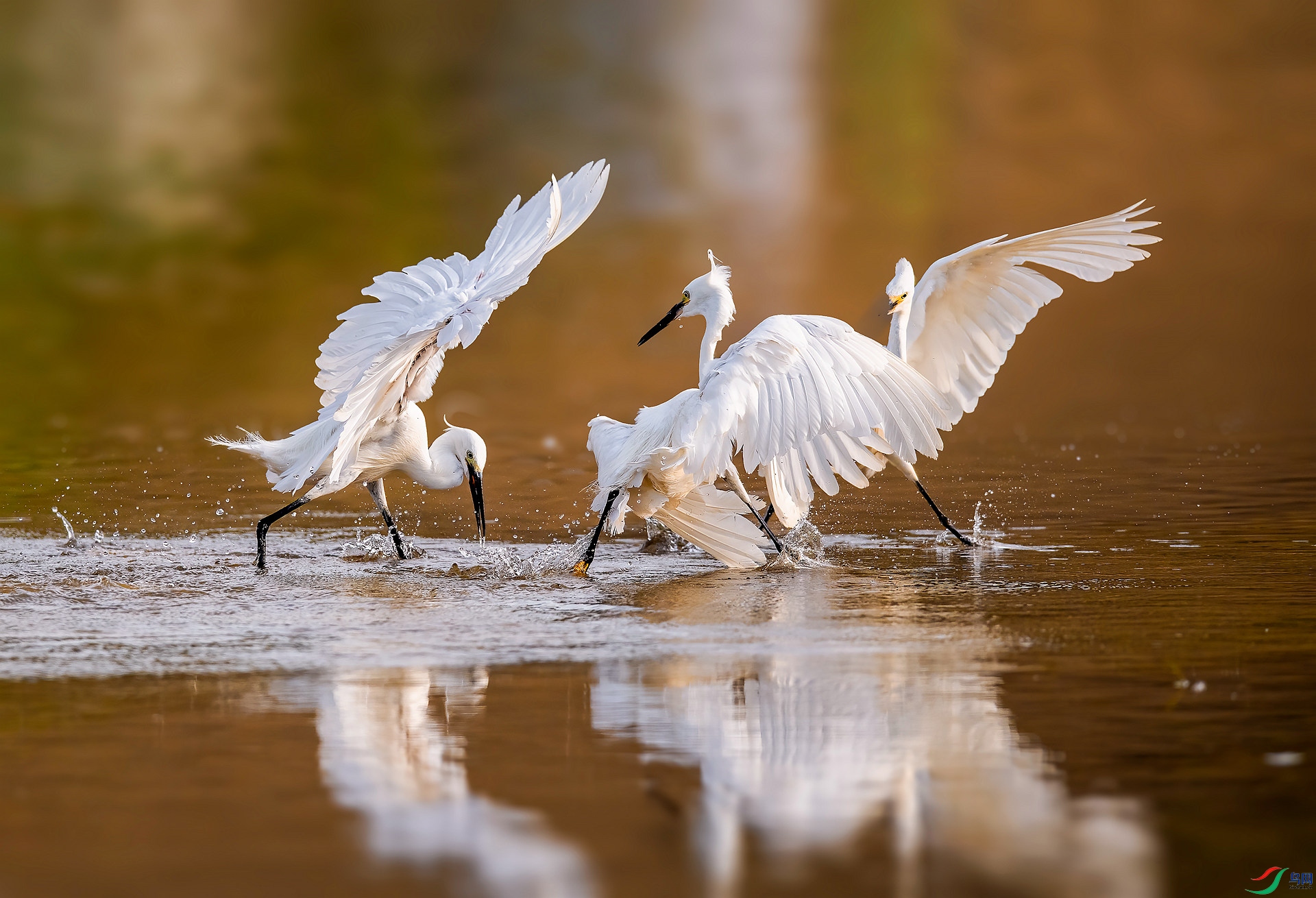 DSC_9895 ����_����.jpg