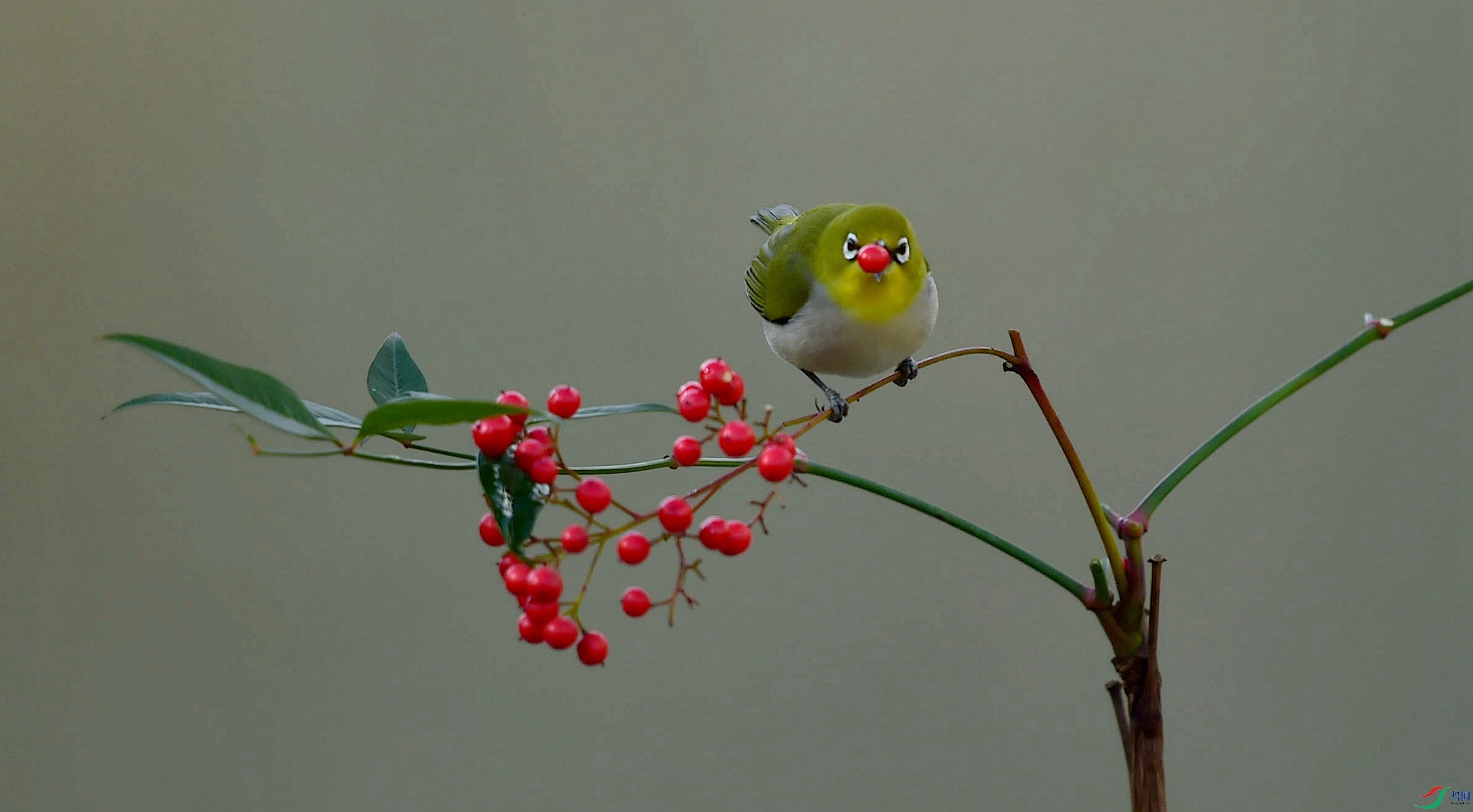 GXG_1254 - ���� (2).jpg