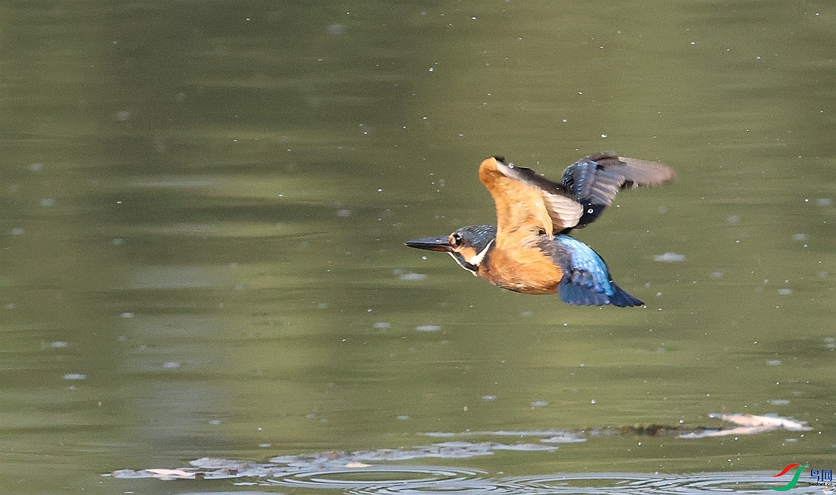 1P3A3262_����.jpg