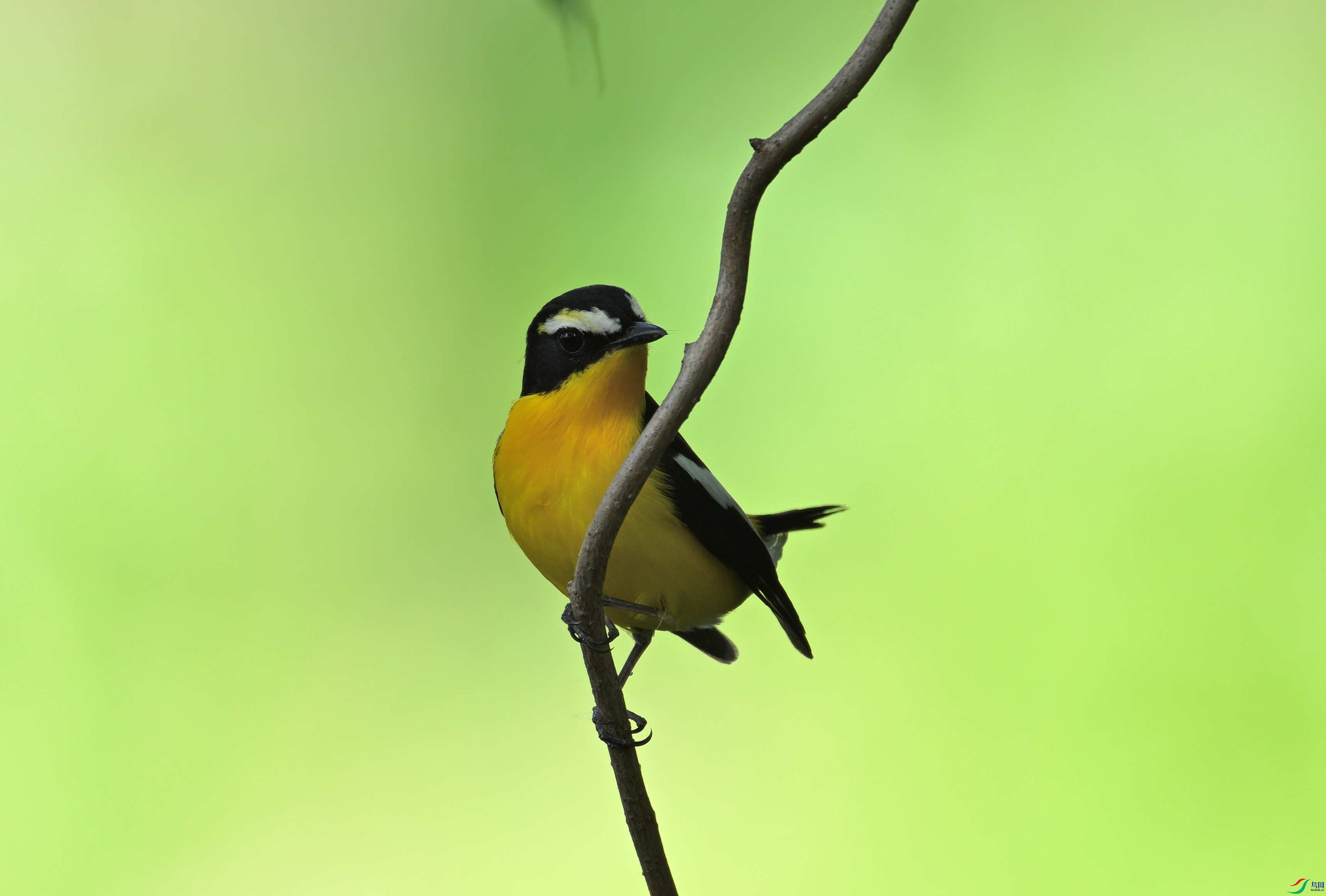 DSC_7943.JPG