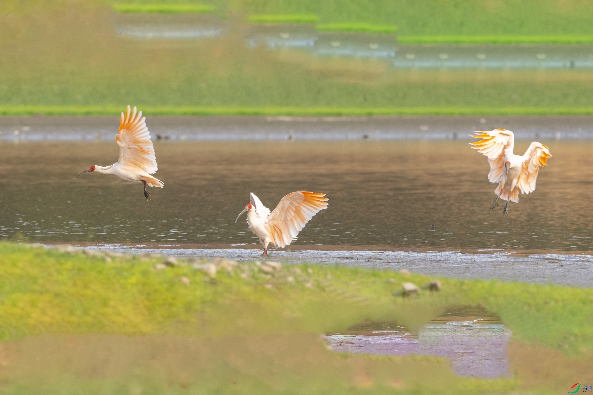 2943 ��������.jpg