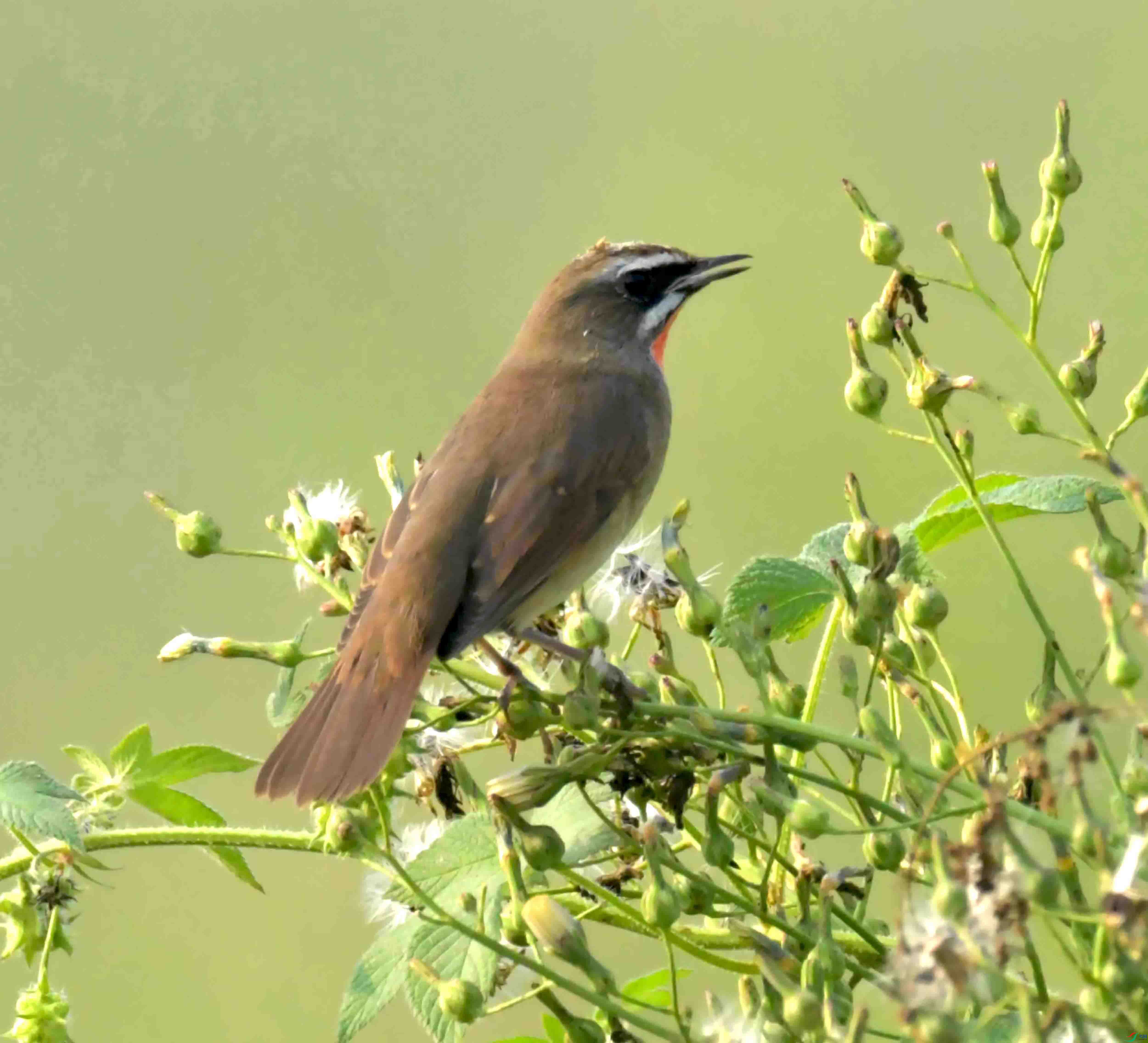 DSC_7932.JPG