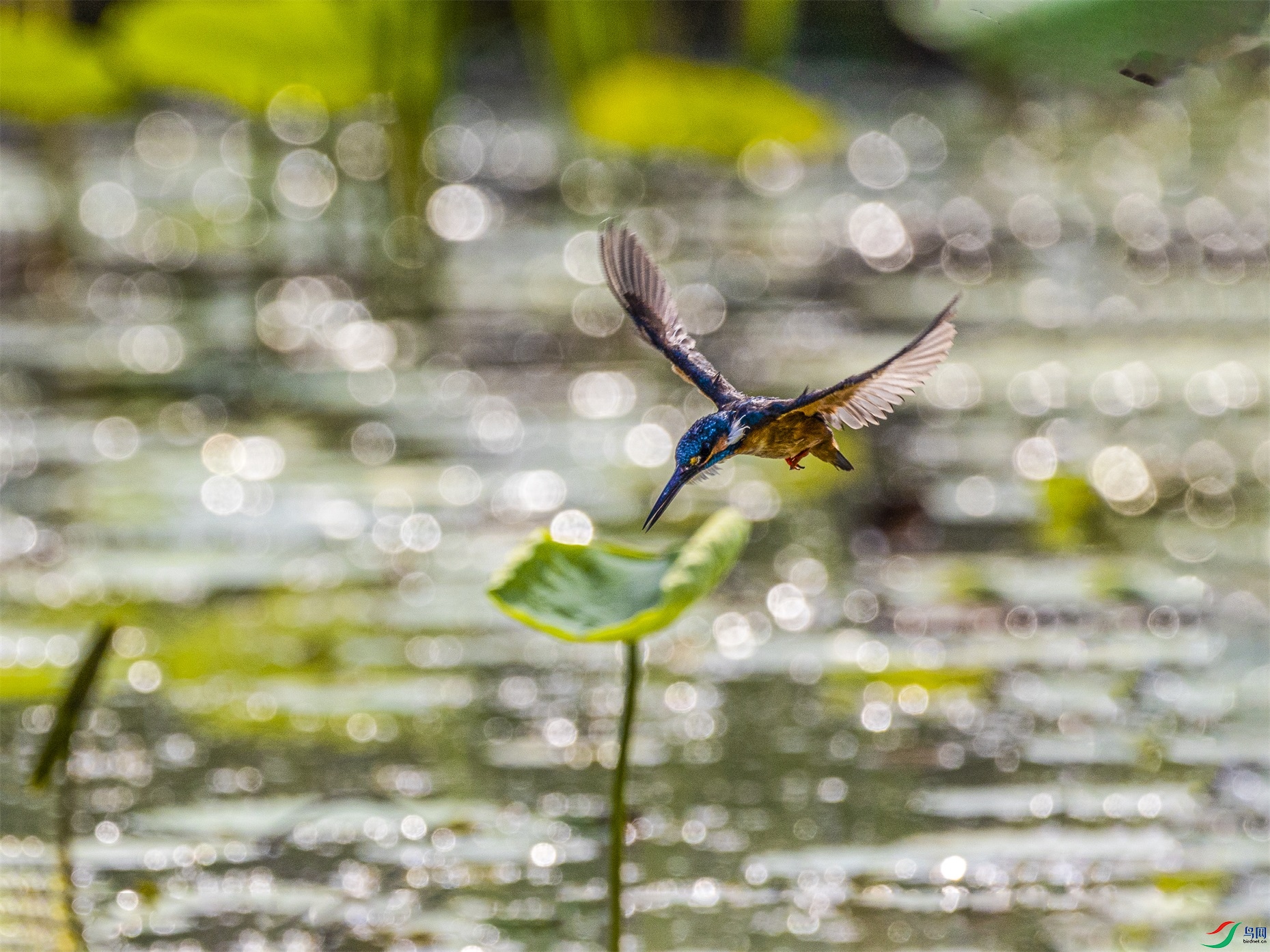 1K3A3538 ����1.jpg