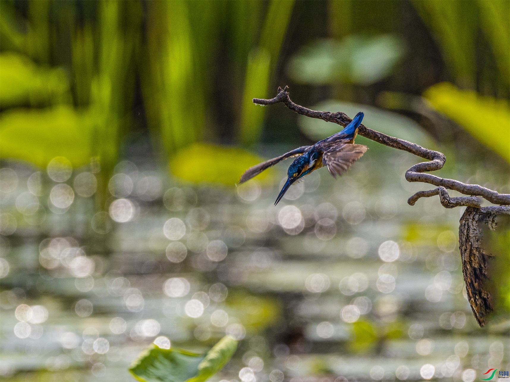 1K3A3535 ����1.jpg