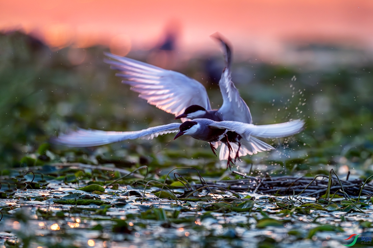 _DSC6387-����ǿ-NR-1-�ָ���-����.jpg