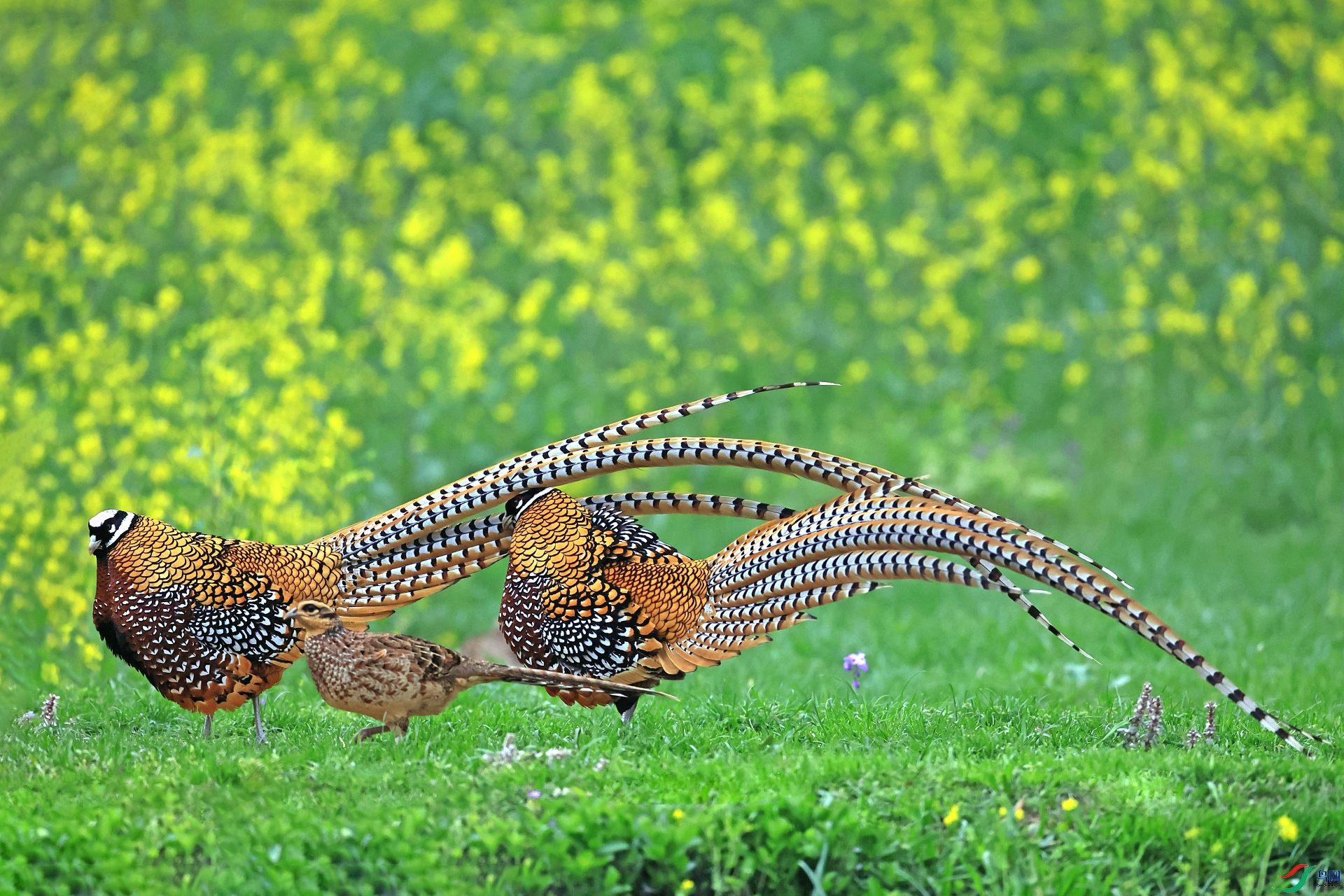 �׹ڳ�β��240-1.jpg