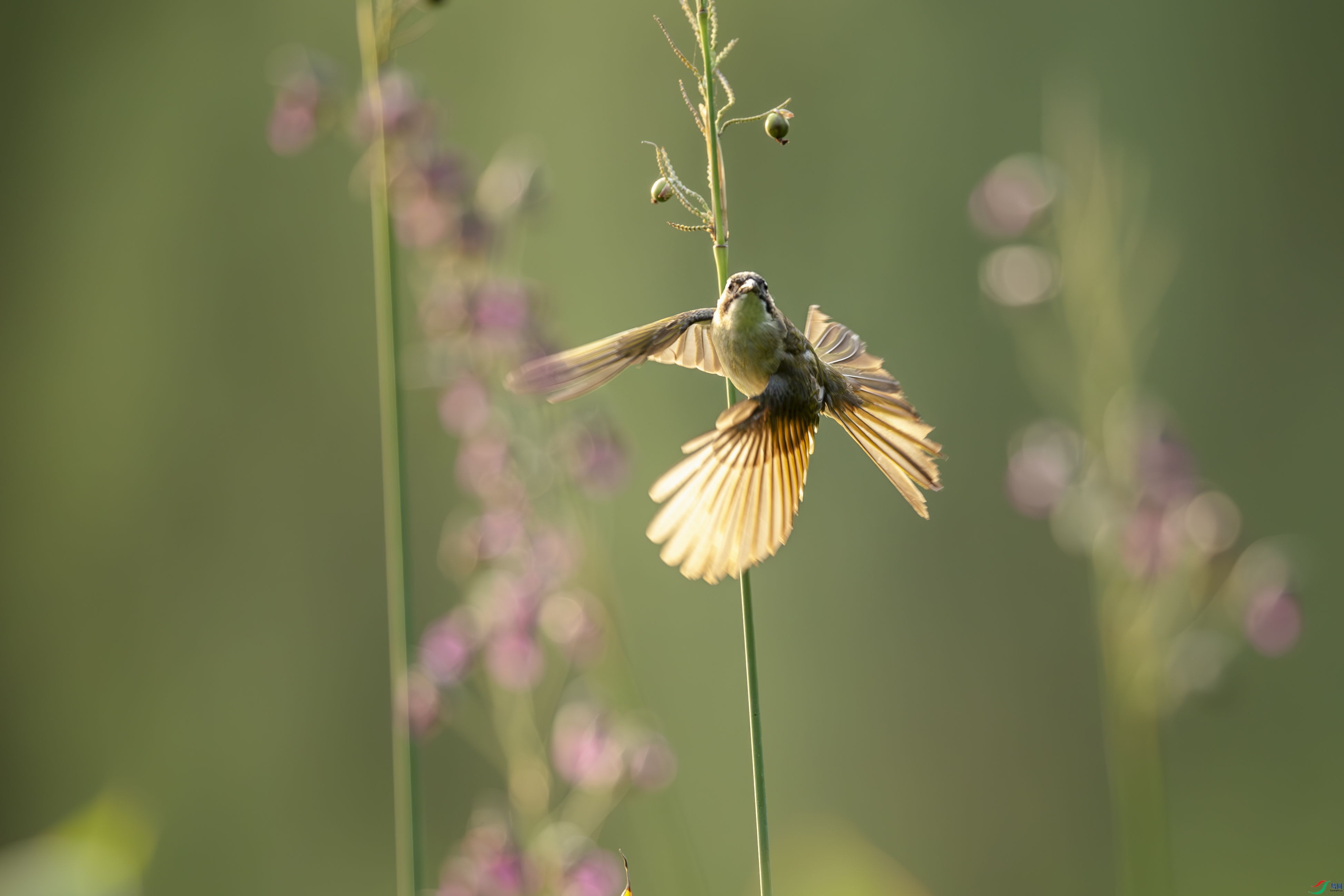 _DSC7417-����ǿ-NR ����1.jpg