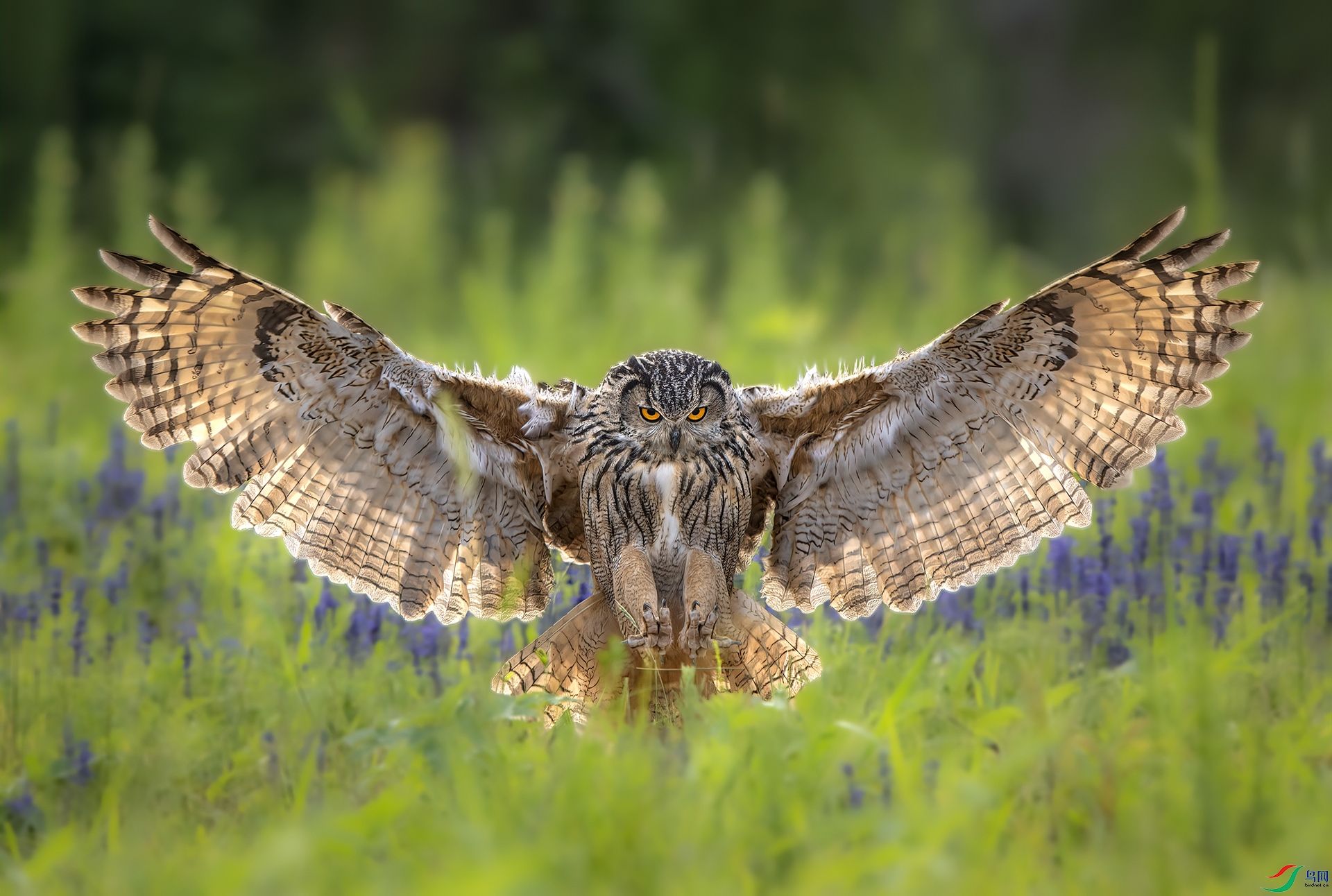 DSC_4671 - ����.jpg