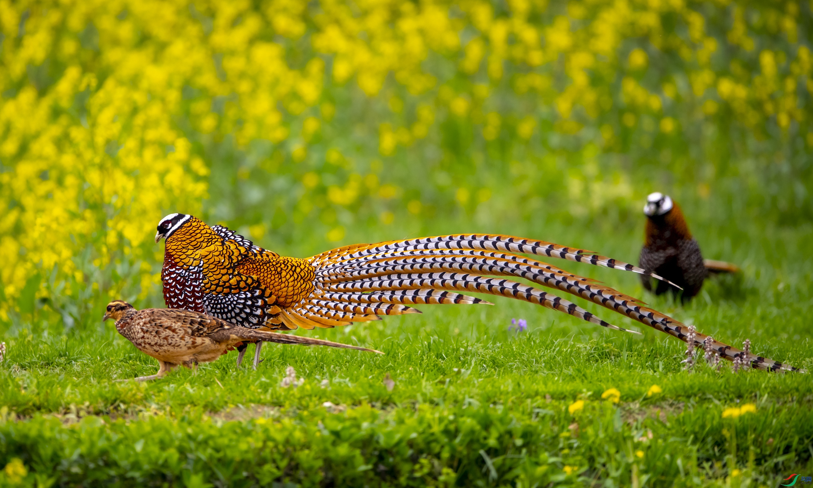 DSC_6754�׹ڳ�β��.JPG