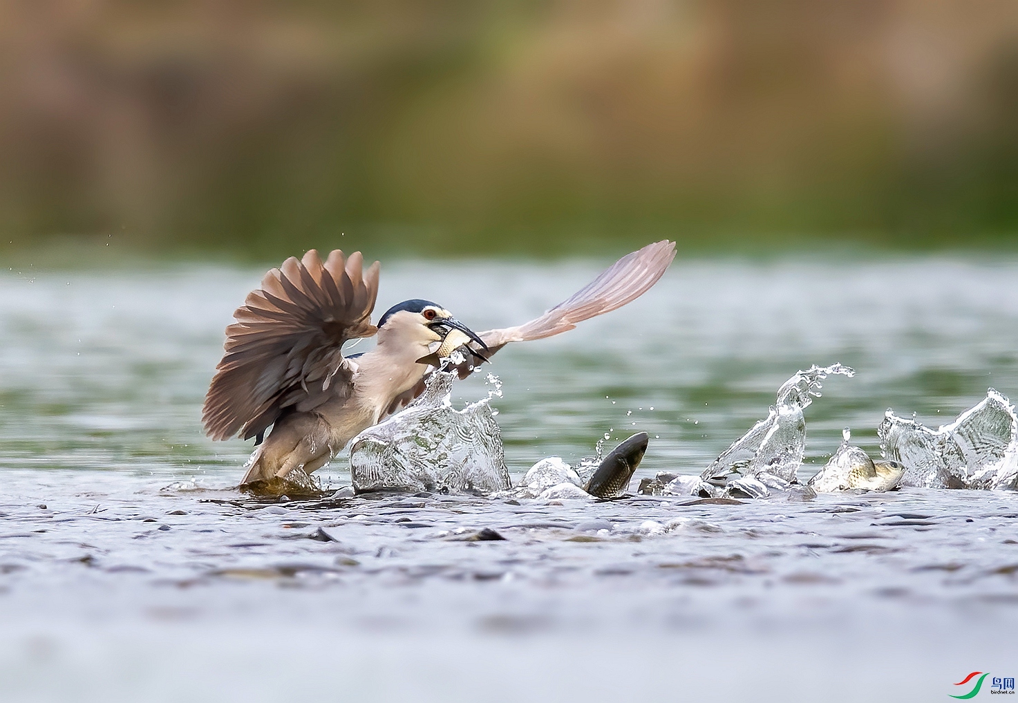 DSC_6351 ����_����.jpg